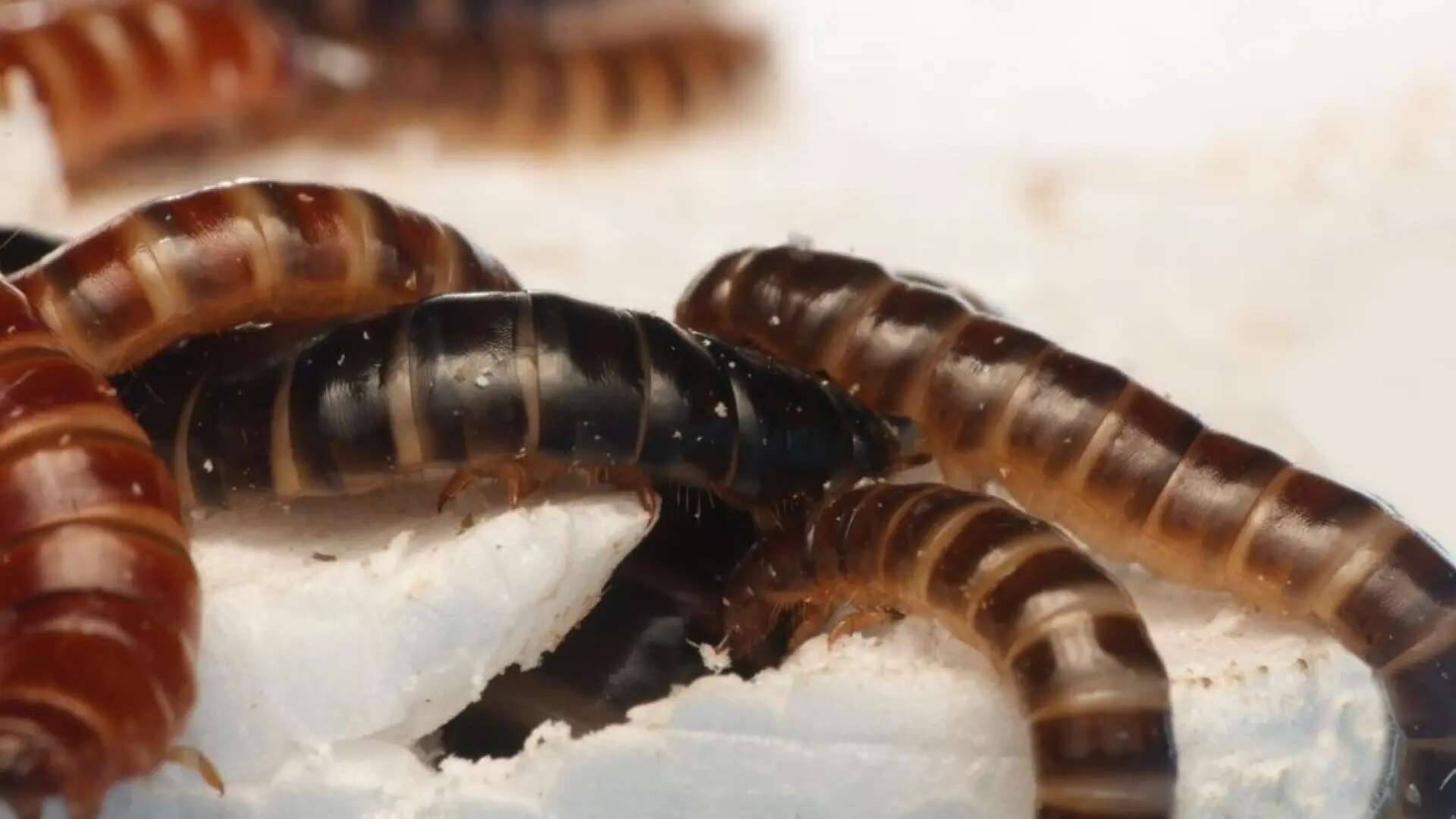 Descubren en África un gusano capaz de consumir y degradar el plástico