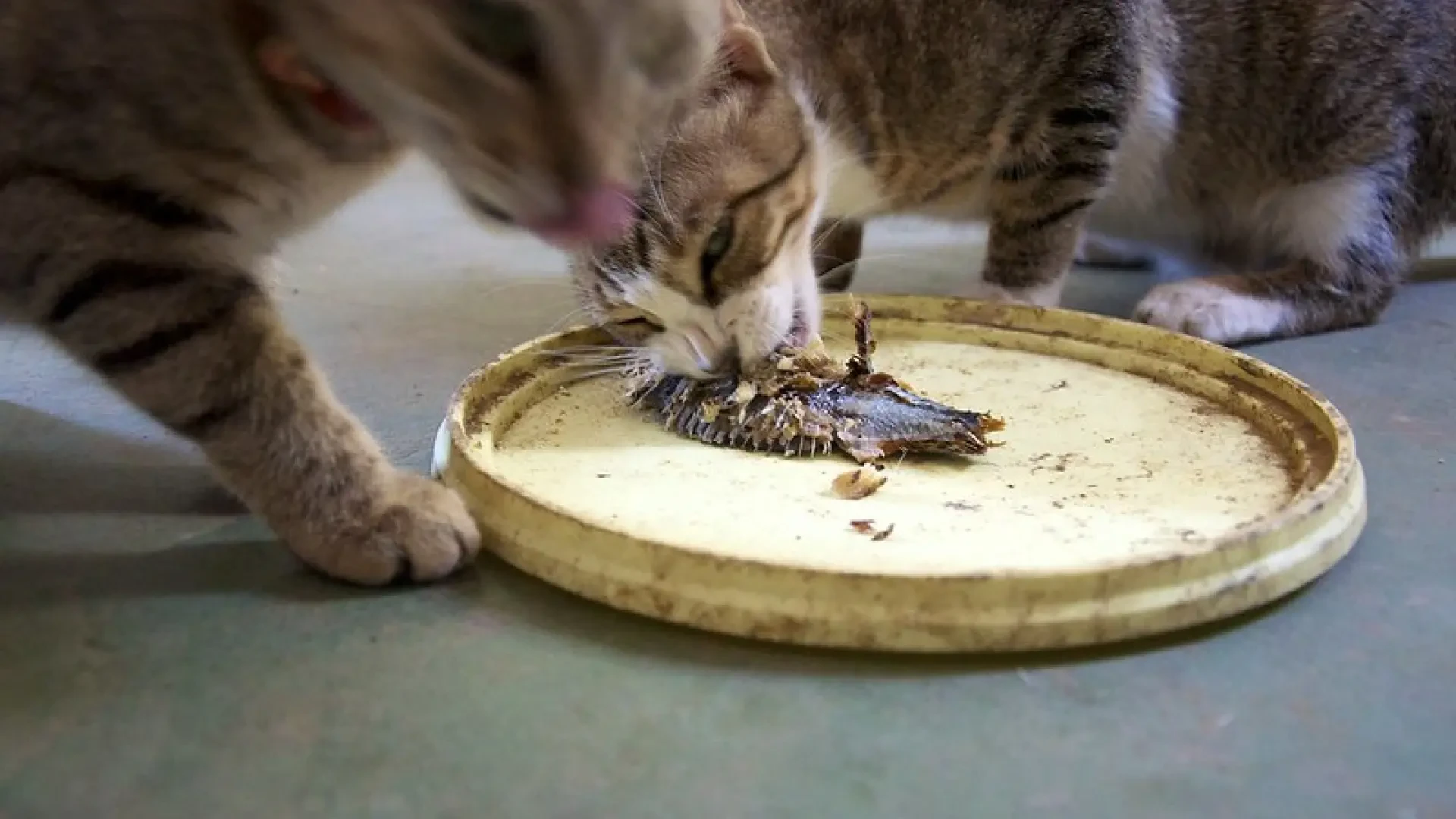 ¿Cuántas veces comen los gatos al día? 