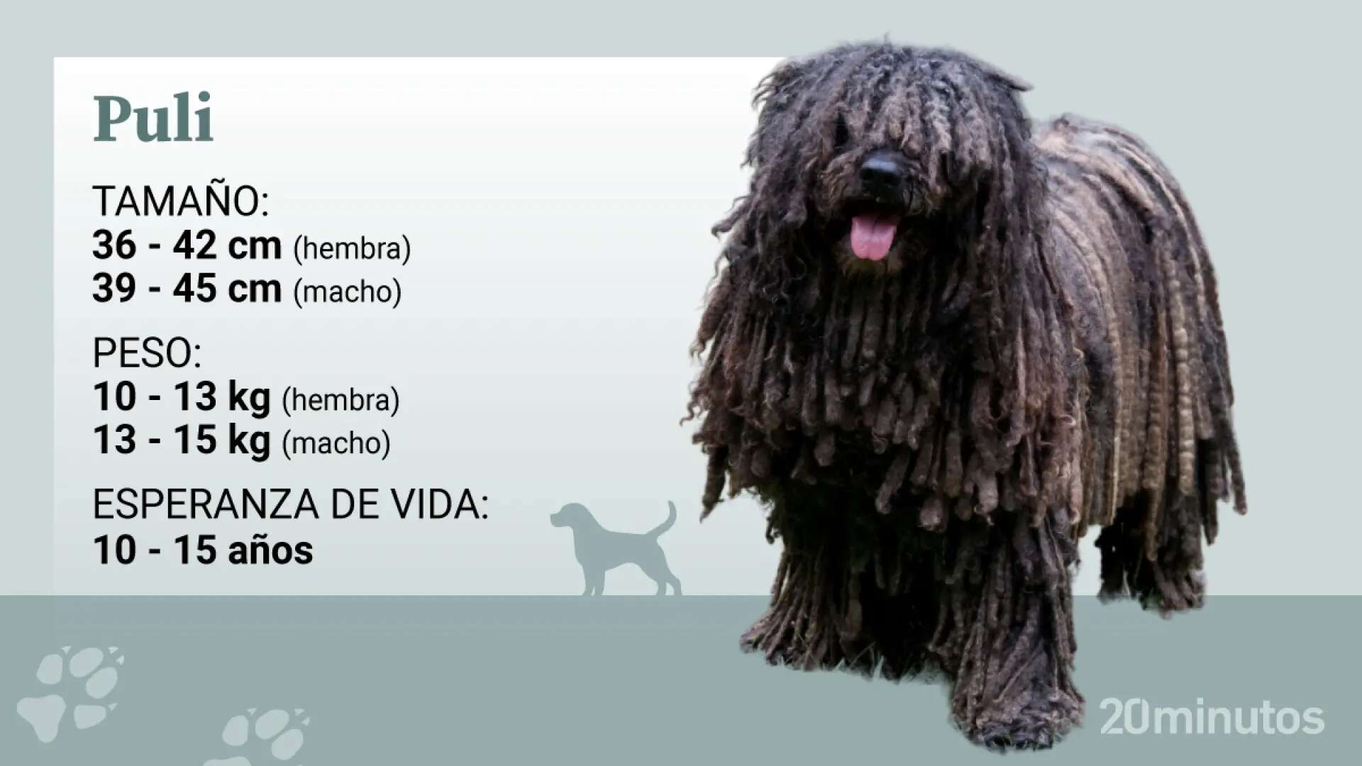 El puli, un perro lleno de cordones y un temperamento enérgico y amistoso