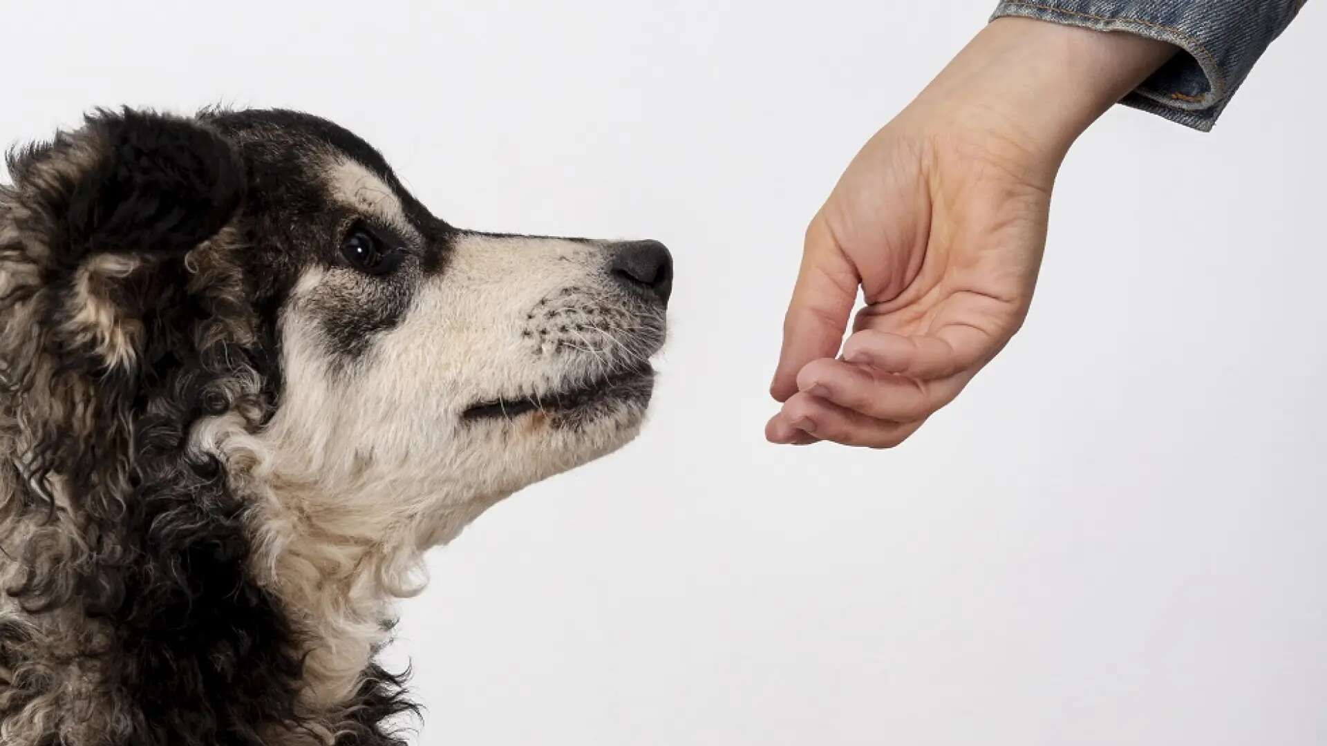 El olor del estrés o la relajación humana influye en el comportamiento de los perros