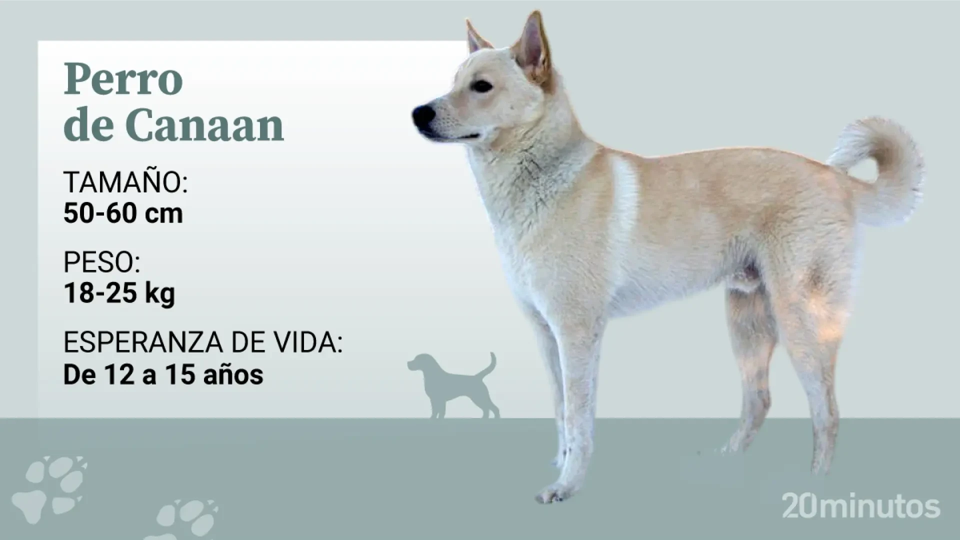 El perro de Canaan, un legado vivo del desierto israelí, con fuerte instinto de vigilancia