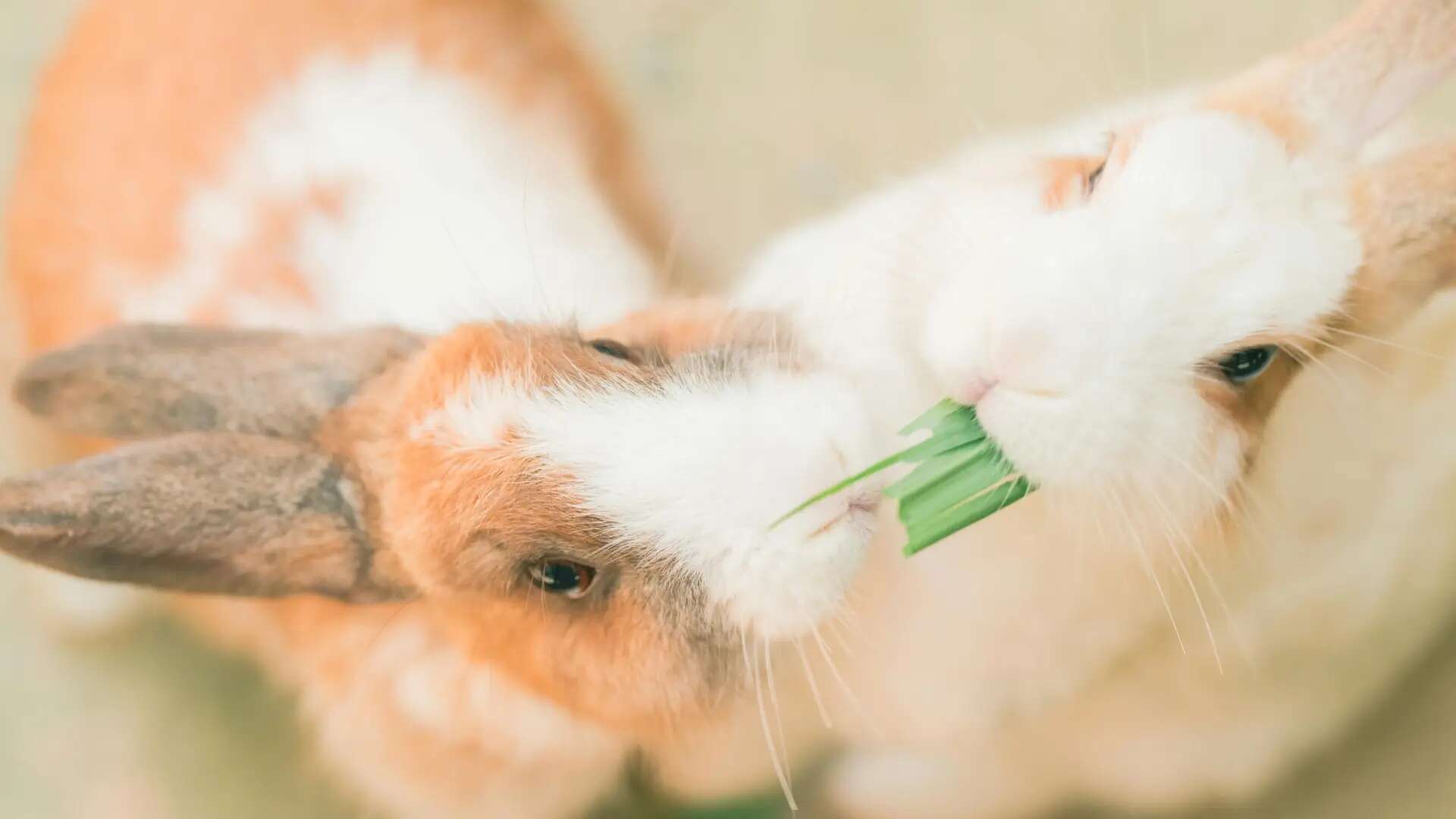 ¿Cómo debemos alimentar a nuestros conejos? El forraje, clave según la nueva guía nutricional de FEDIAF