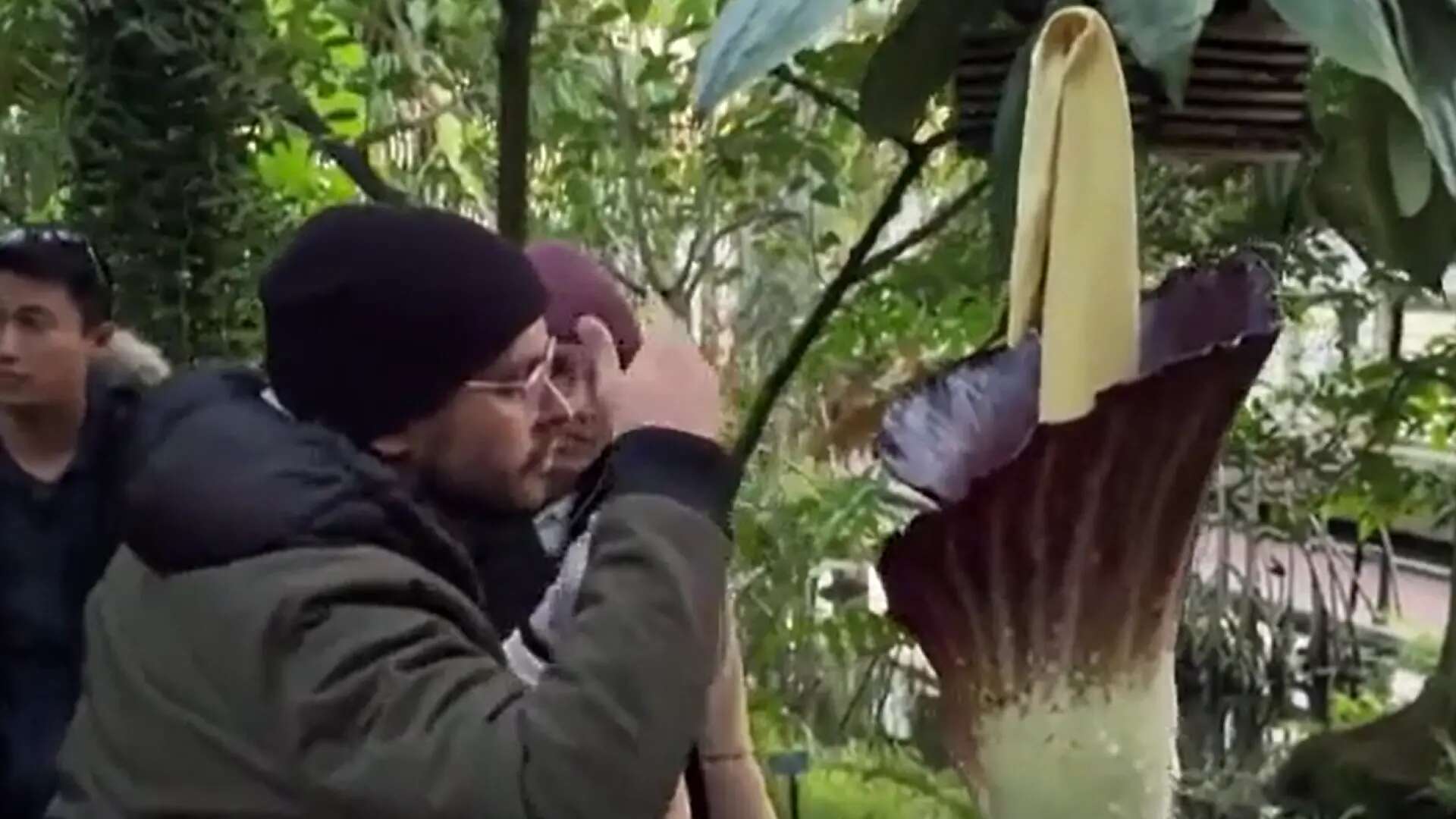 El olor de la 'flor cadáver' sorprende a los visitantes en el Jardín Botánico de Nueva York: 