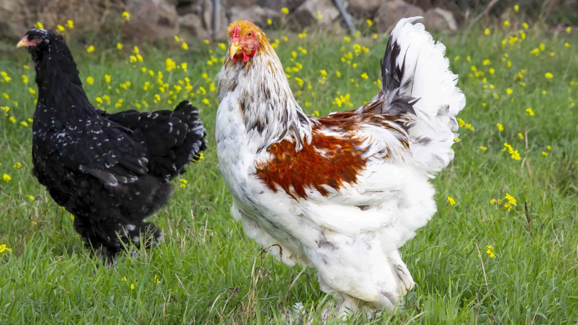 Alerta por gripe aviar: al menos 21 países vetan las compras de pollo procedente de Brasil