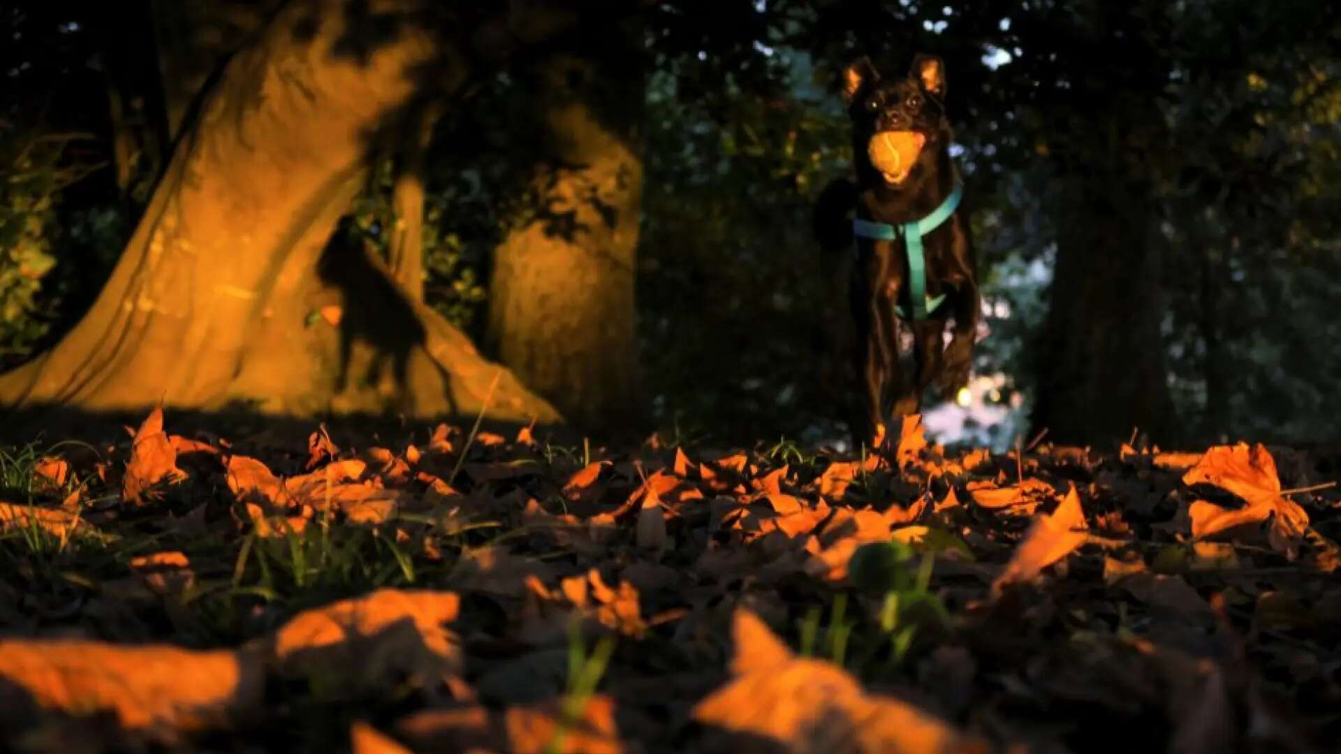 Aullidos de Halloween: un trivial de ladridos para una noche de perros