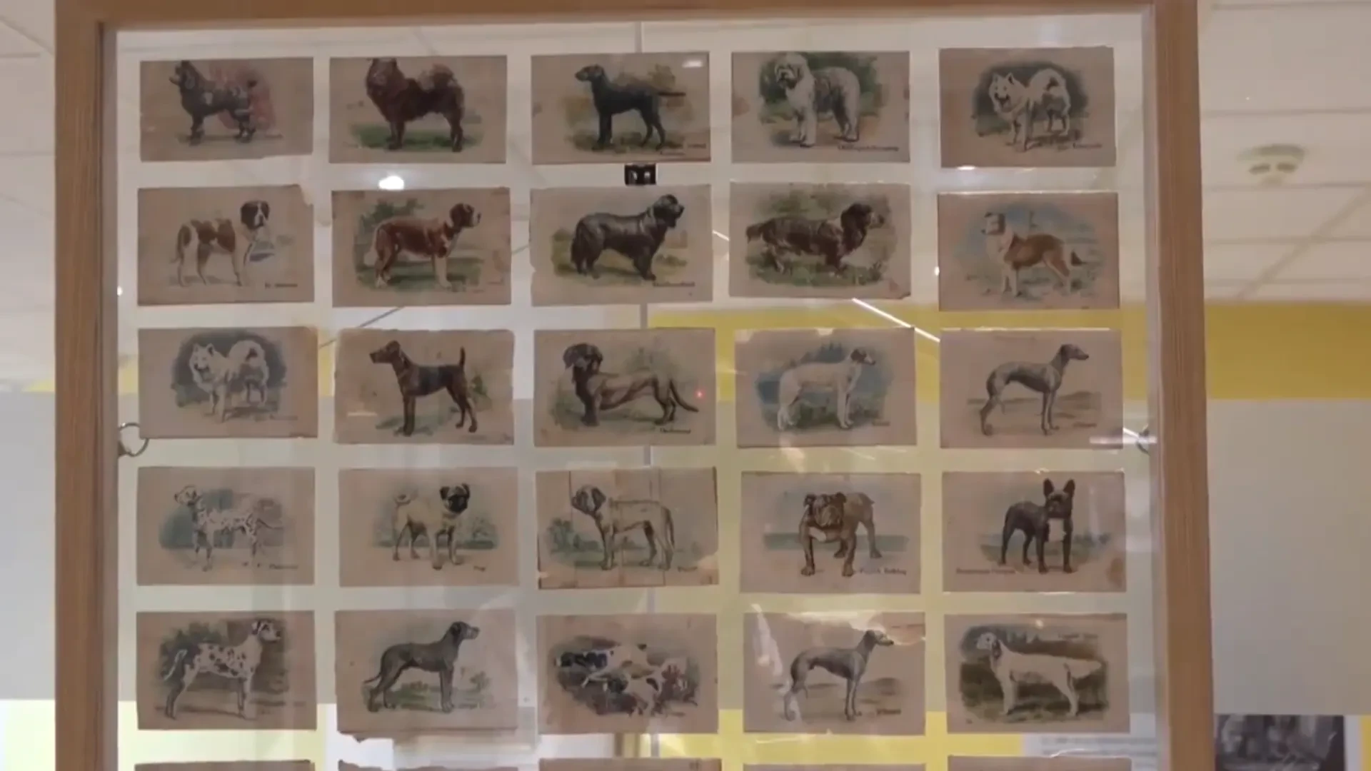 Francia inaugura un museo para los perros, el segundo más grande del mundo