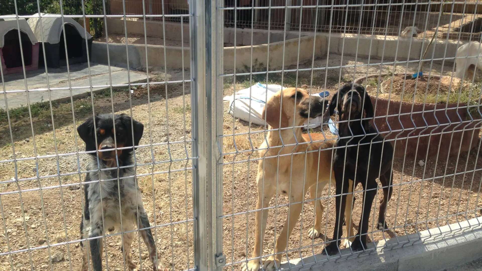 ¿Ocultan los propietarios las verdaderas razones al entregar a un perro a una perrera o protectora?