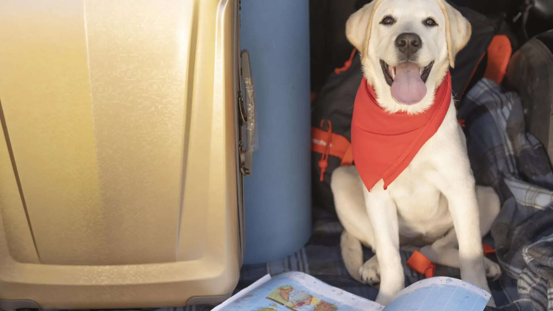 10 consejos esenciales para proteger la salud de tu perro o gato durante los viajes