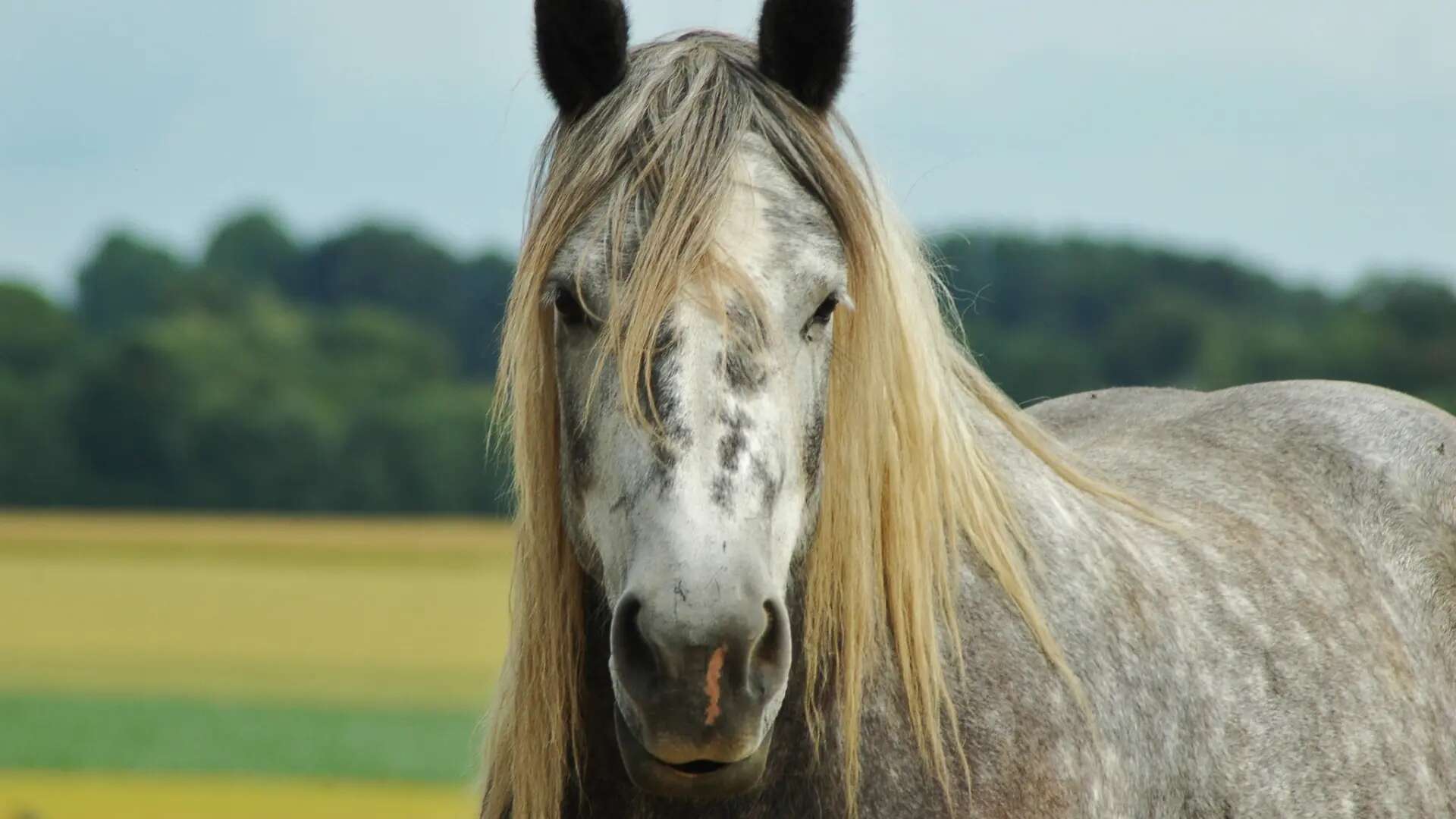 Los caballos son más inteligentes de lo que se cree, un estudio demuestra que pueden planificar y aprender estrategias