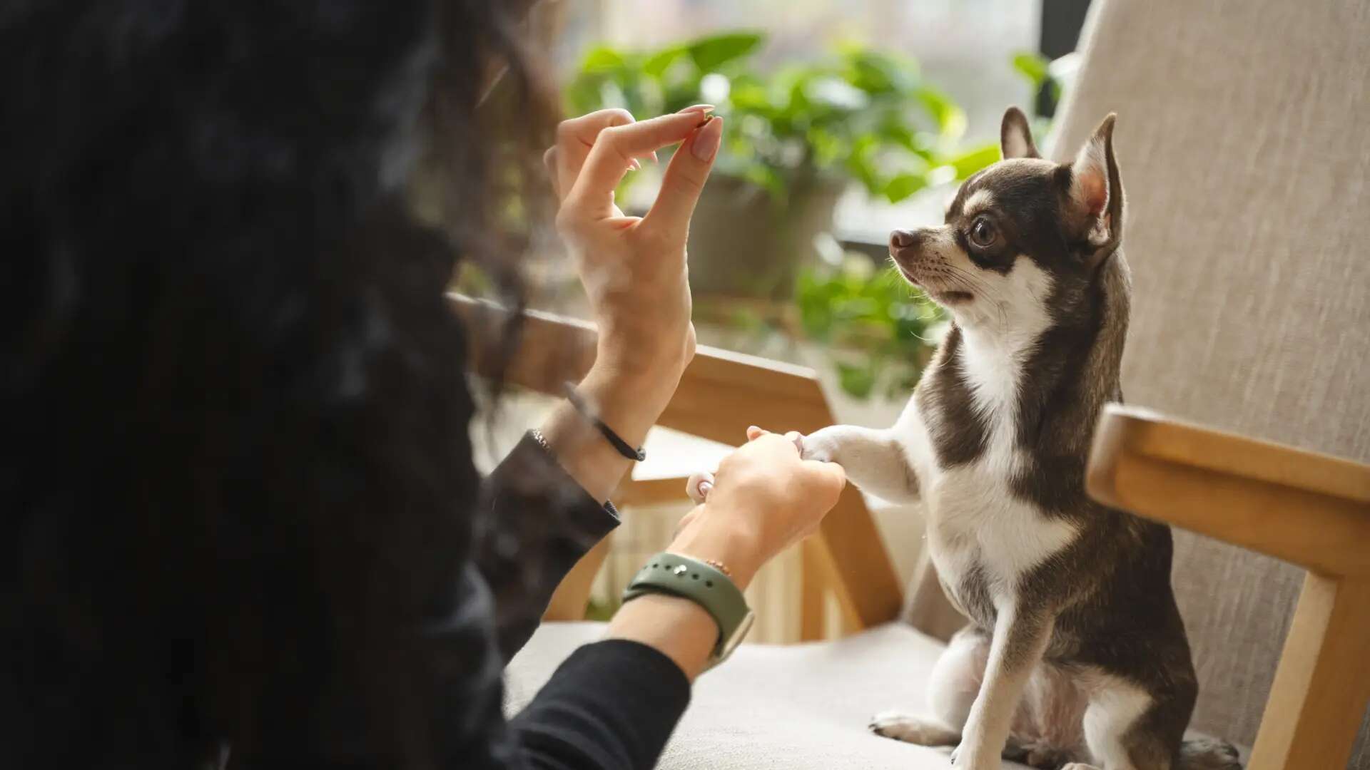 Cinco consejos para encajar la imprescindible educación de nuestro perro en el ajetreo diario