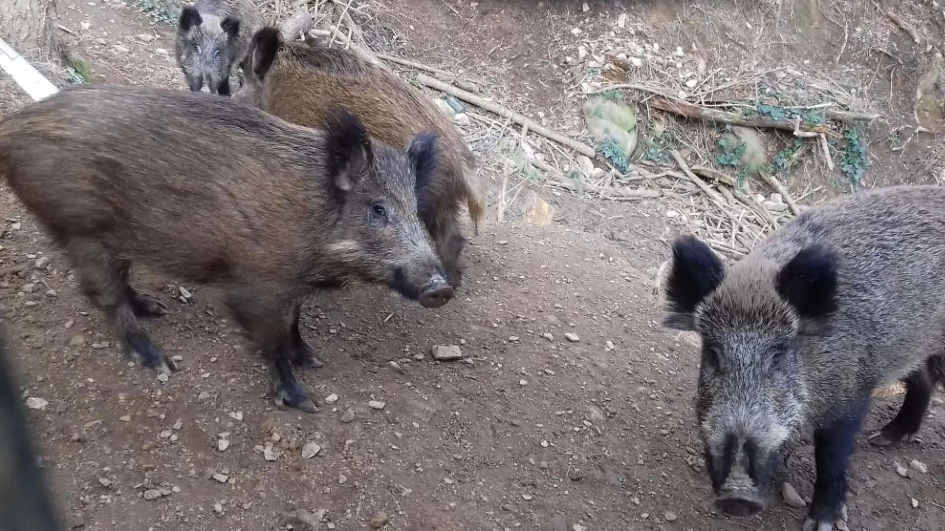 Los incidentes con jabalíes en Barcelona caen un 70% en dos años