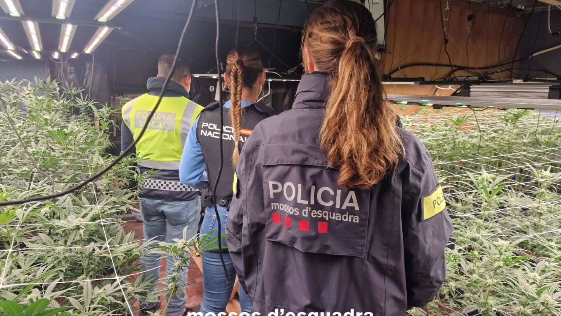 Intervenidas 402 plantas de marihuana en Castell-Platja d'Aro