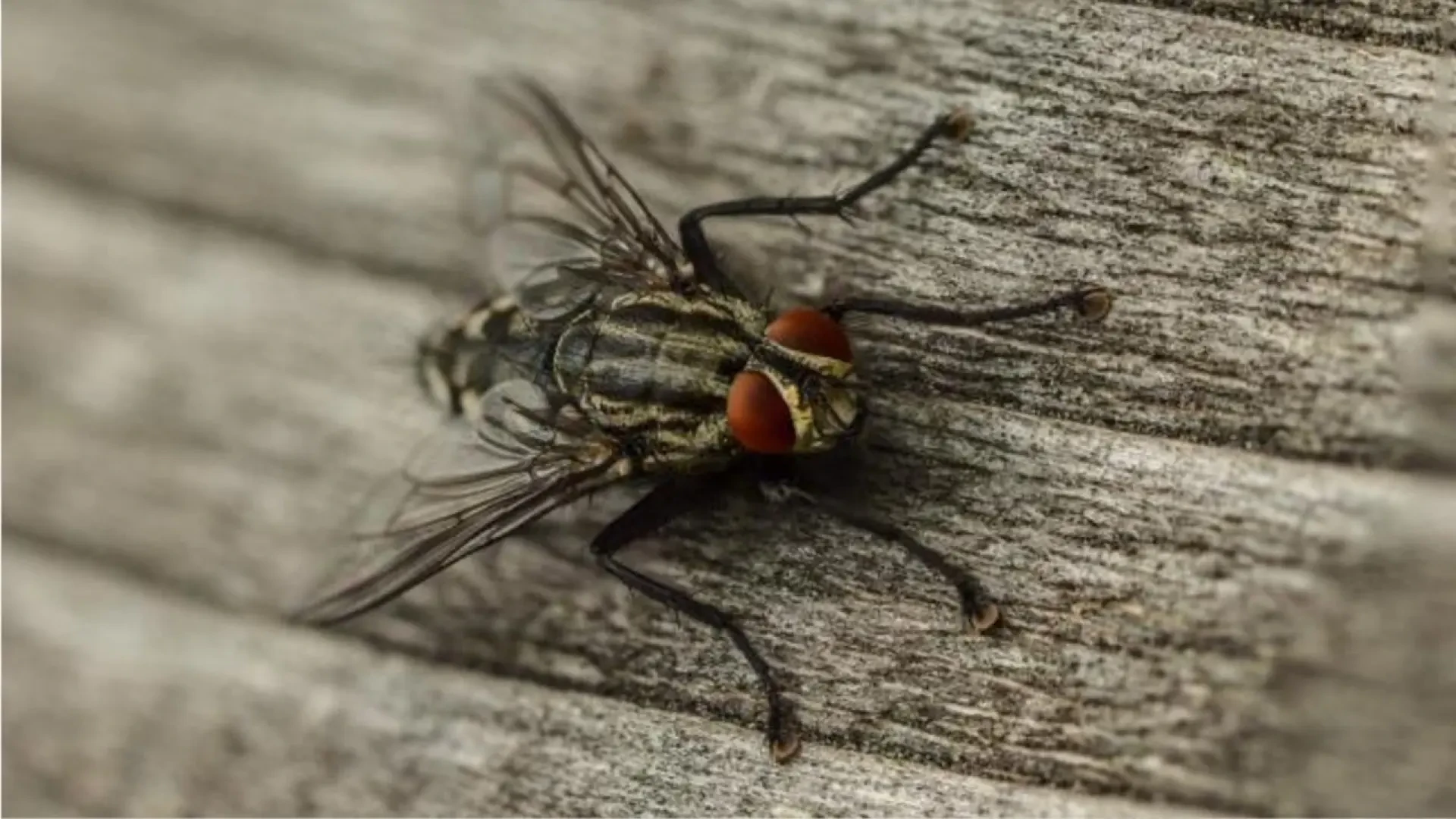 La solución más efectiva para deshacernos de moscas y mosquitos sin esfuerzo ni químicos