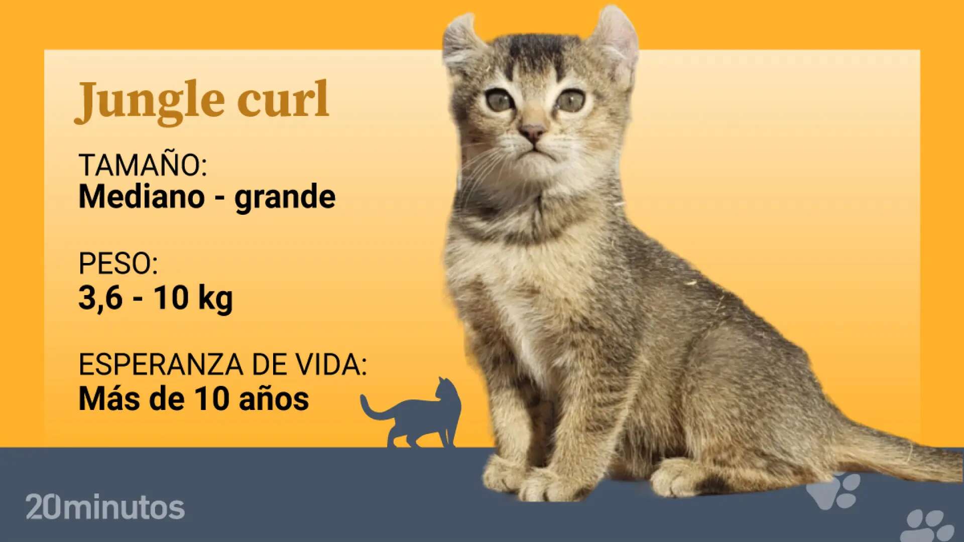 La raza híbrida del jungle curl, un cruce entre el salvaje gato de la jungla y el curl americano, con orejas curvadas