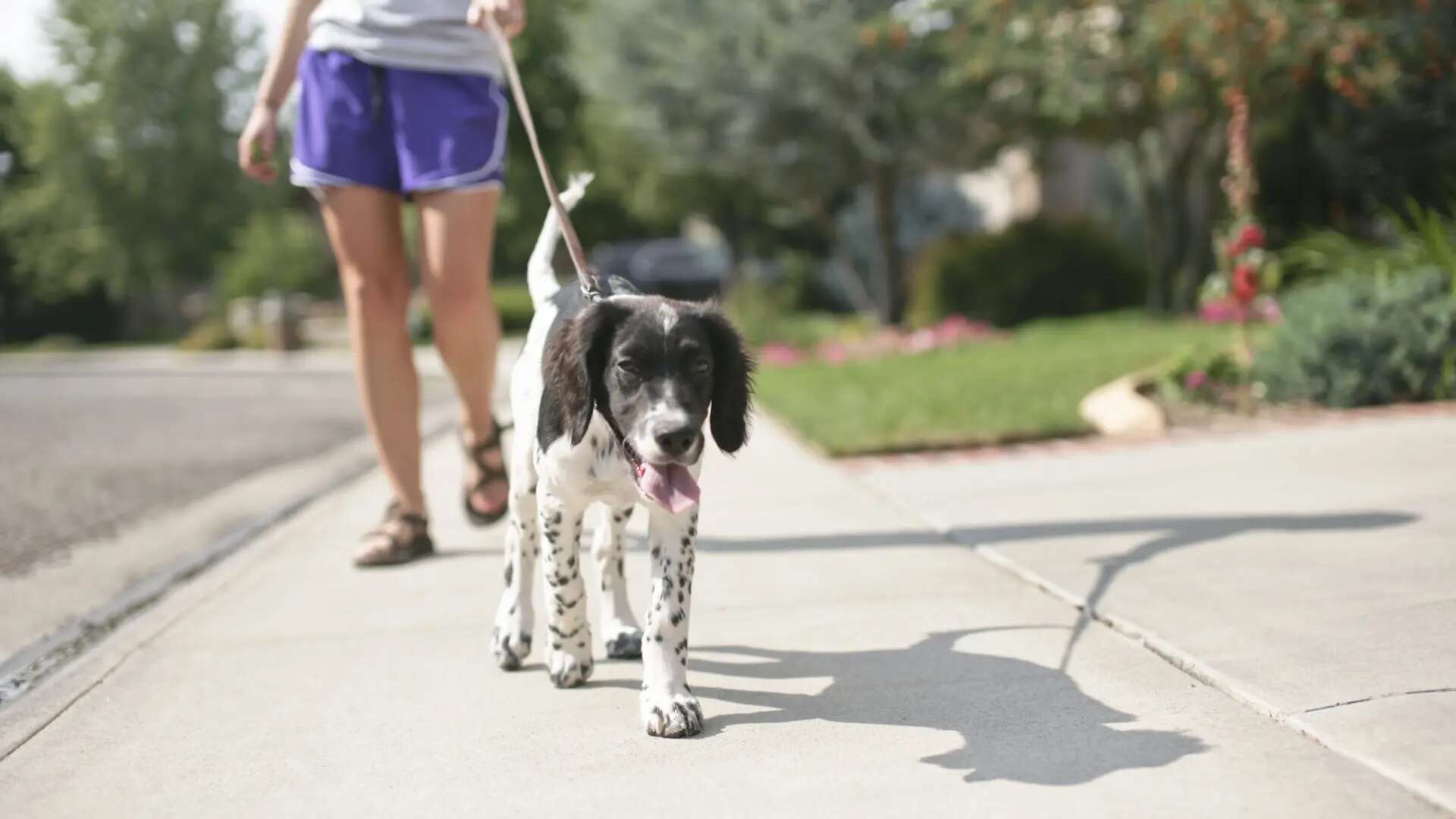 Las perros y otros animales de compañía podrán acceder a los cementerios de Madrid