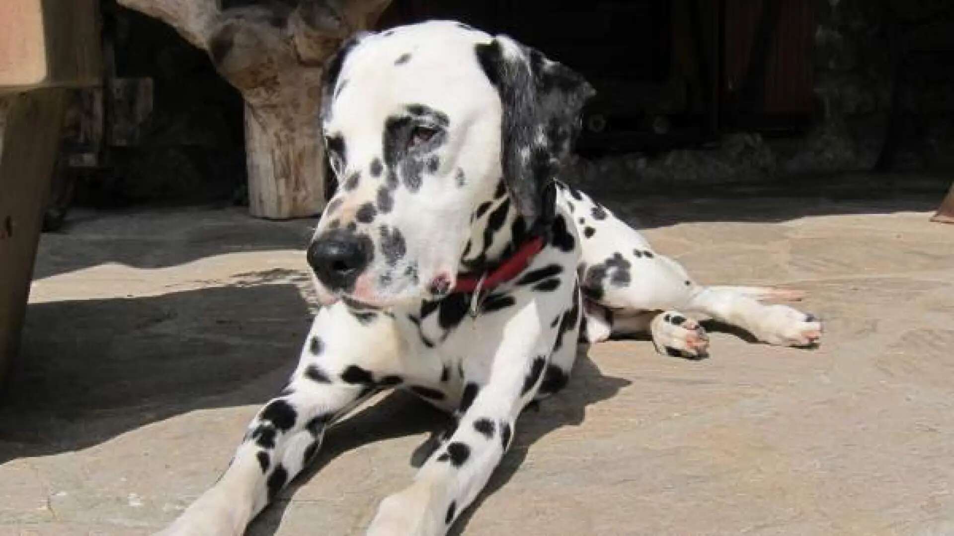 Un veterinario revela las cuatro razas de perro que no deberían tener los novatos