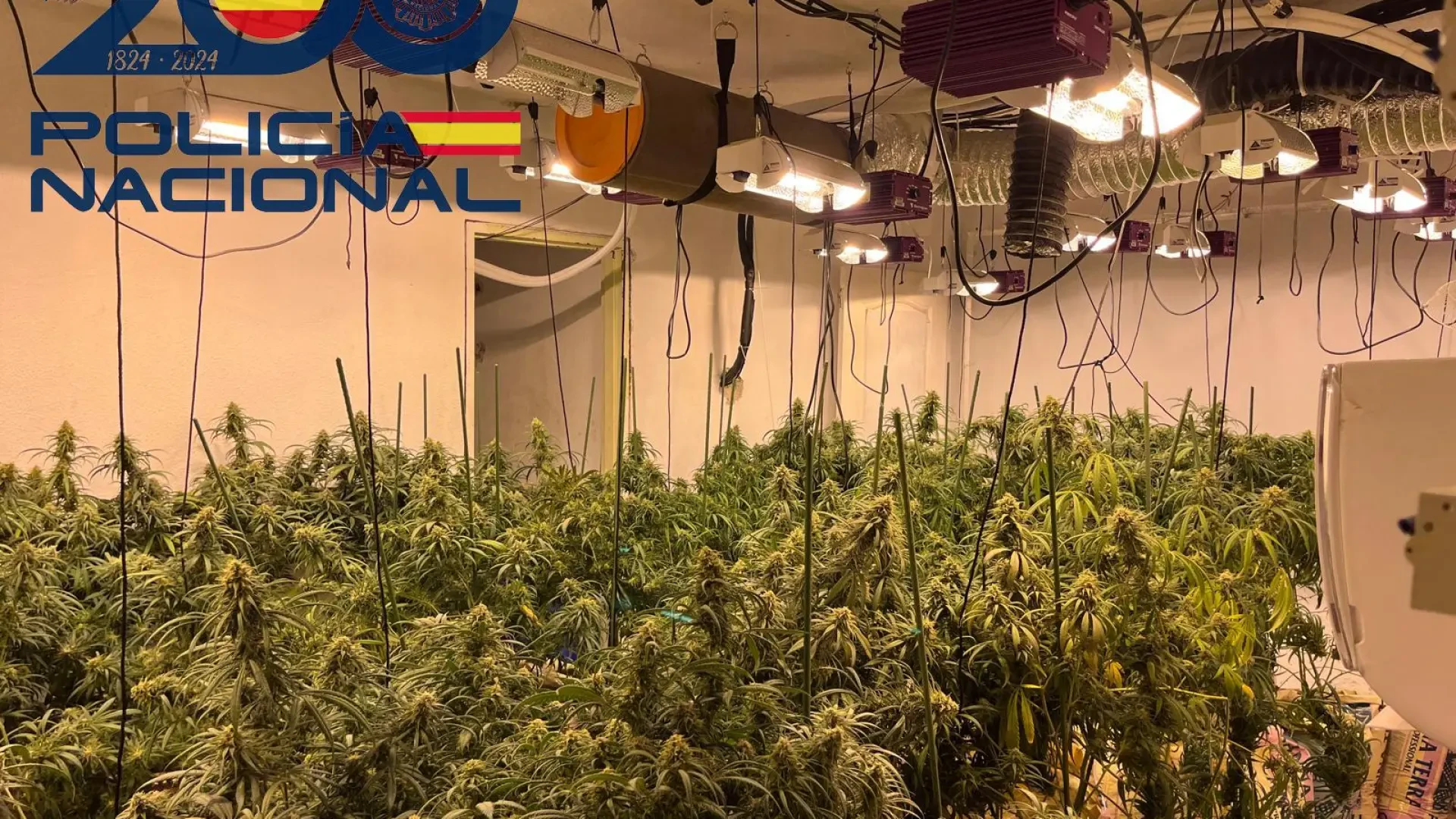 Nuevo golpe al narcotráfico: cae un 