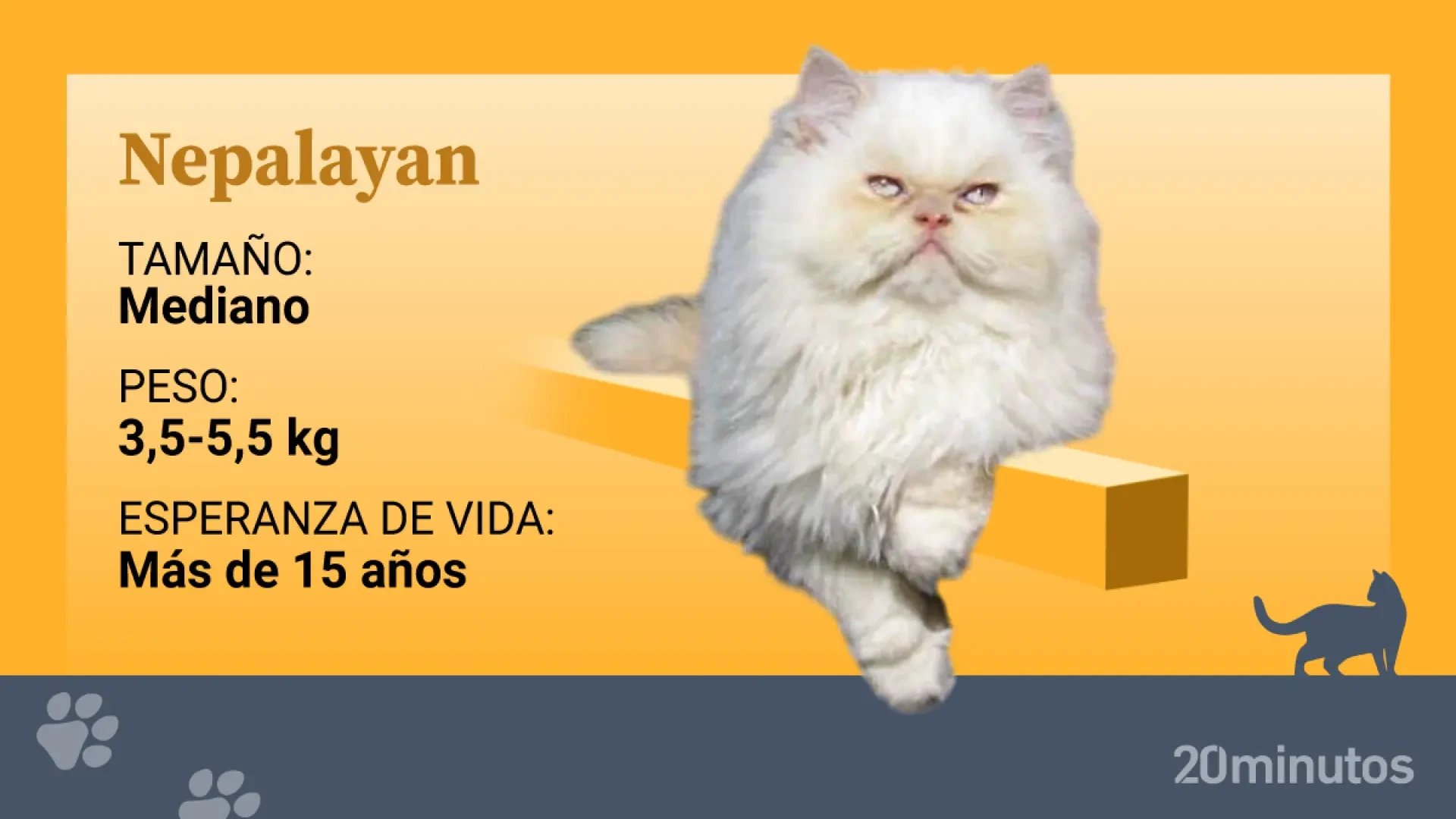 El gato nepalayan, una rareza neozelandesa con dedos extras y carácter dulce