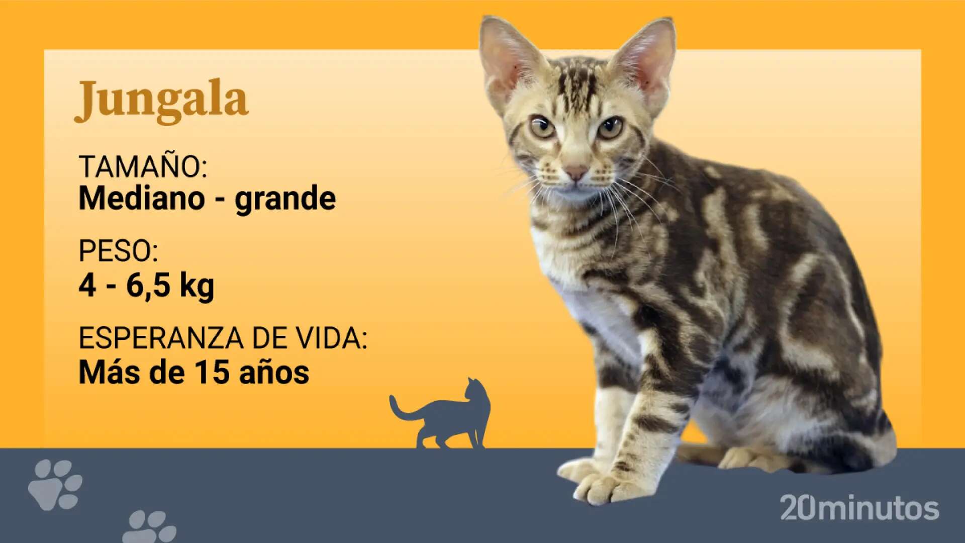 El jungala, una raza felina idéntica al ocicat, pero con un patrón tabby clásico