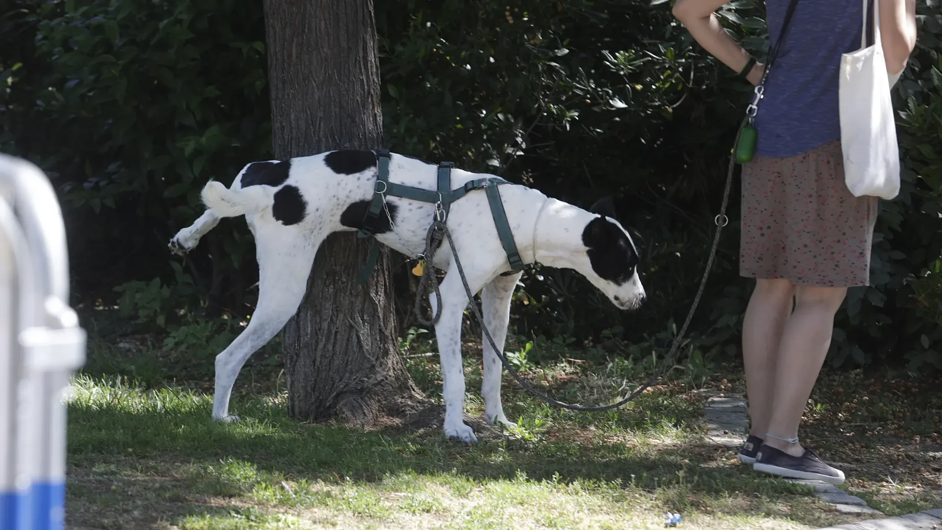 Cómo detectar y actuar ante una infección de orina en perros