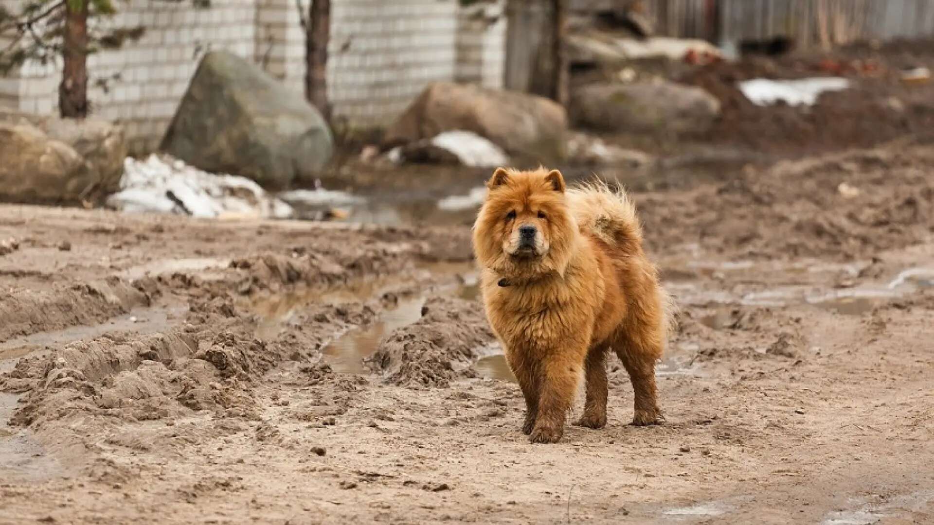 China demuestra con el ADN de los perros intercambios culturales entre Europa y Asia hace 6.000 años