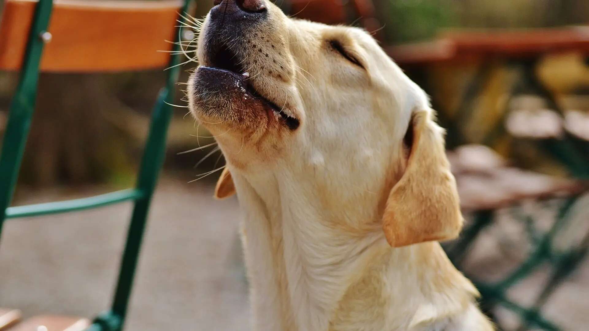 A FONDO | Las voces caninas: los aullidos y sus variedades