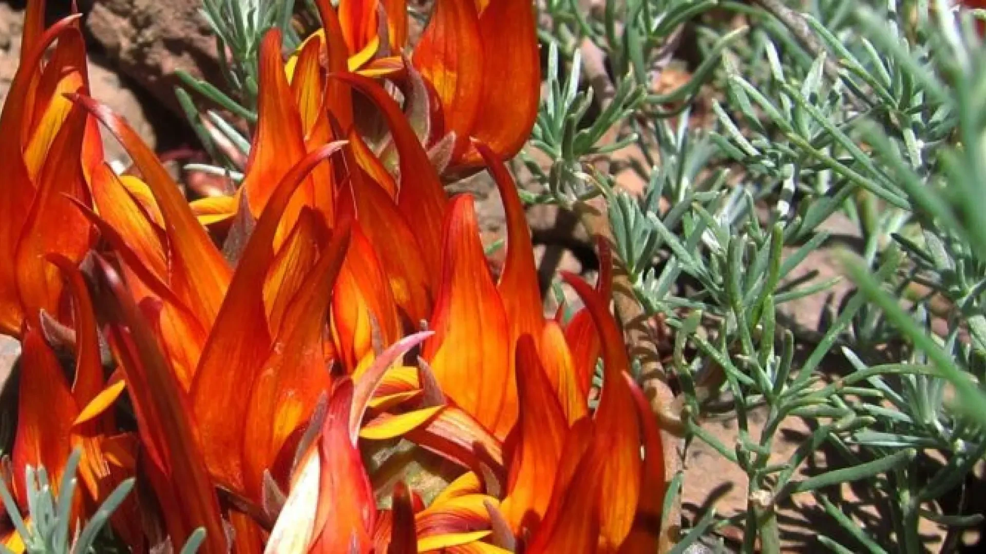 Muere en La Gomera el último ejemplar de una flor única en el mundo, pero aún hay esperanza