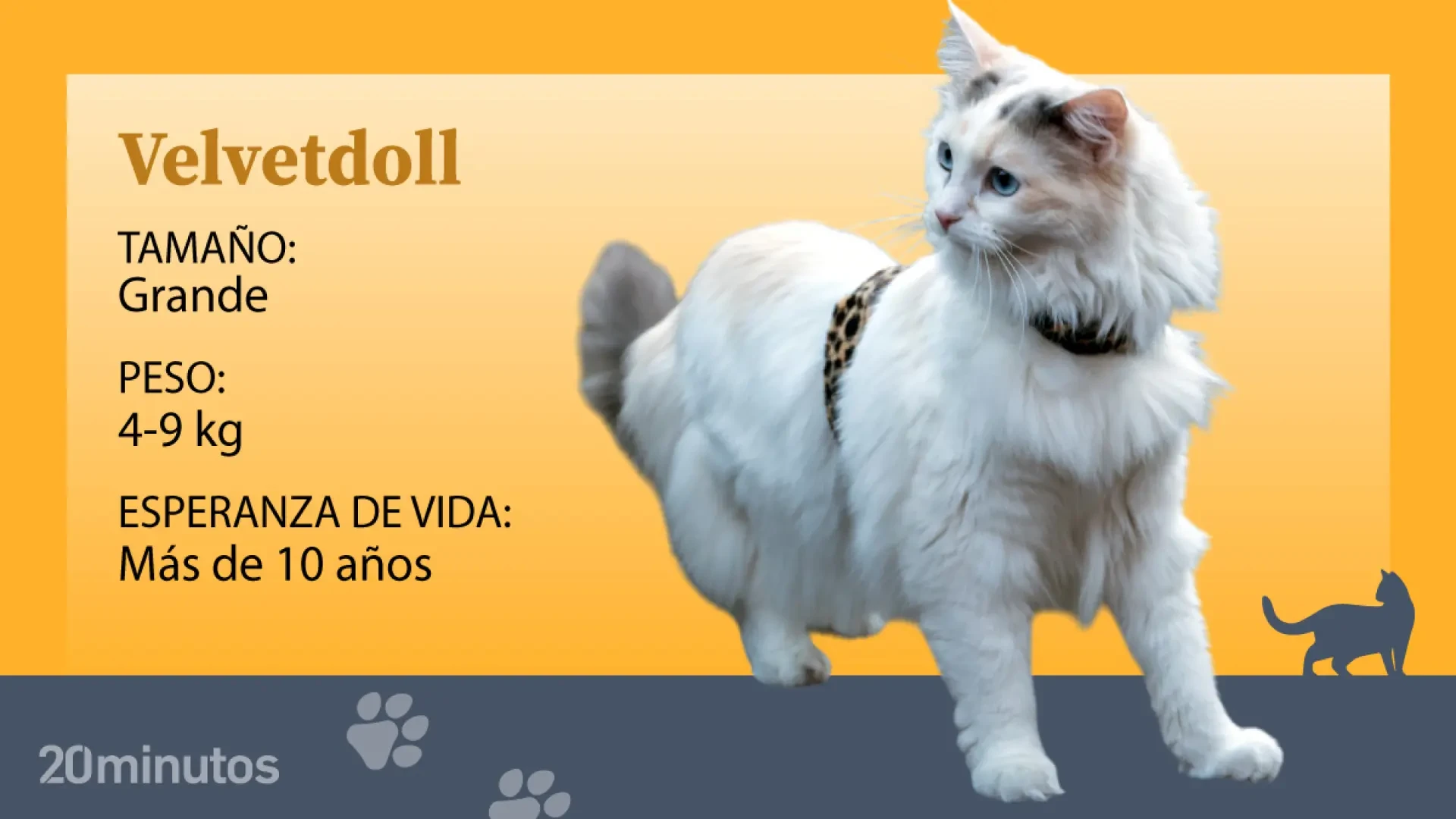 La dócil raza felina del velvetdoll, solo reconocida en Nueva Zelanda