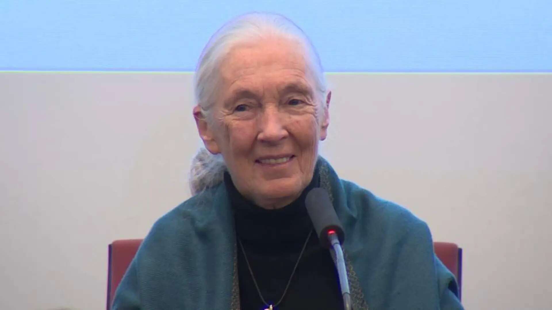 Jane Goodall denuncia un 'genocidio' de perros por el Mundial 2030 en Marruecos: asegura que se matarán más de tres millones