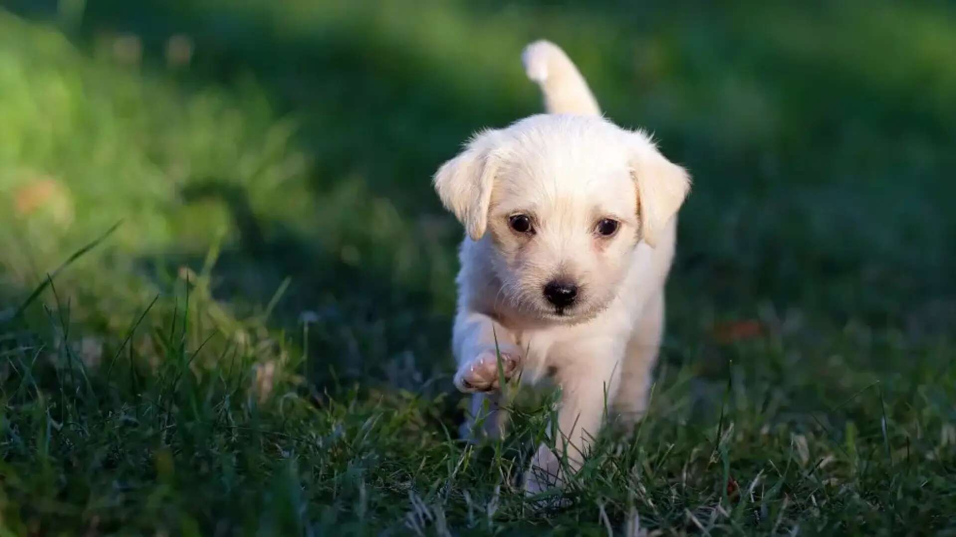 Si tienes un perro, esto es lo que tendrás que pagar en 2025 por la Ley de Bienestar Animal