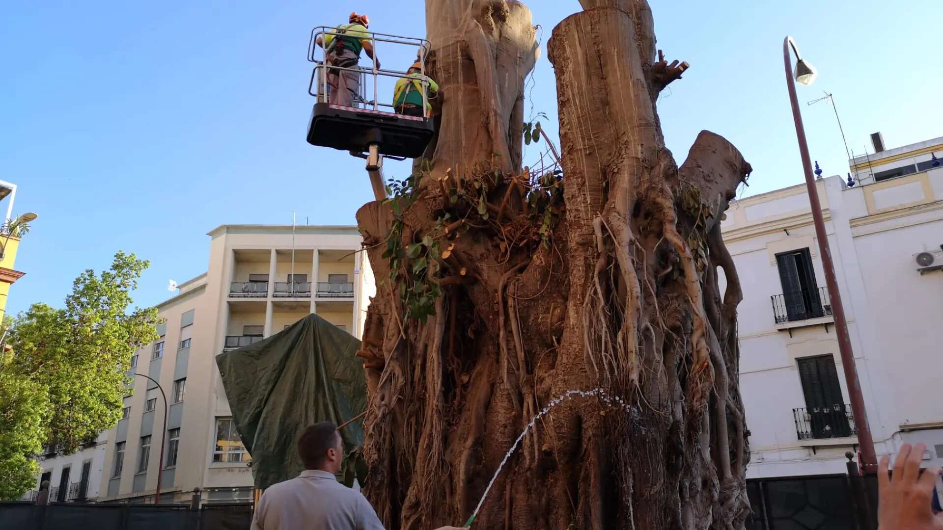 Muere el emblemático ficus de San Jacinto tras dos años intentando recuperarlo