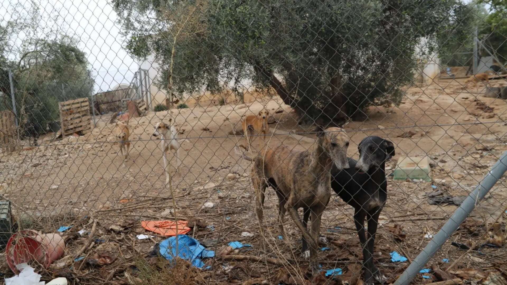 Febrero, el ‘mes del miedo’ para los galgos: 