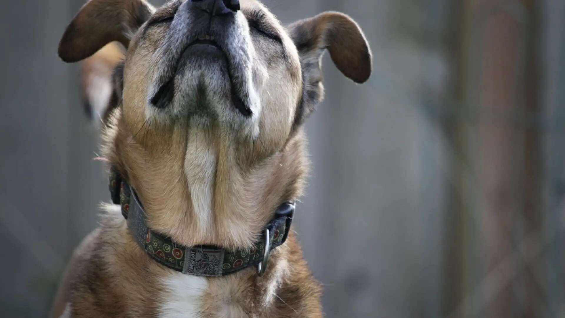 ¿Cómo encuentran los perros el camino a casa cuando se pierden?