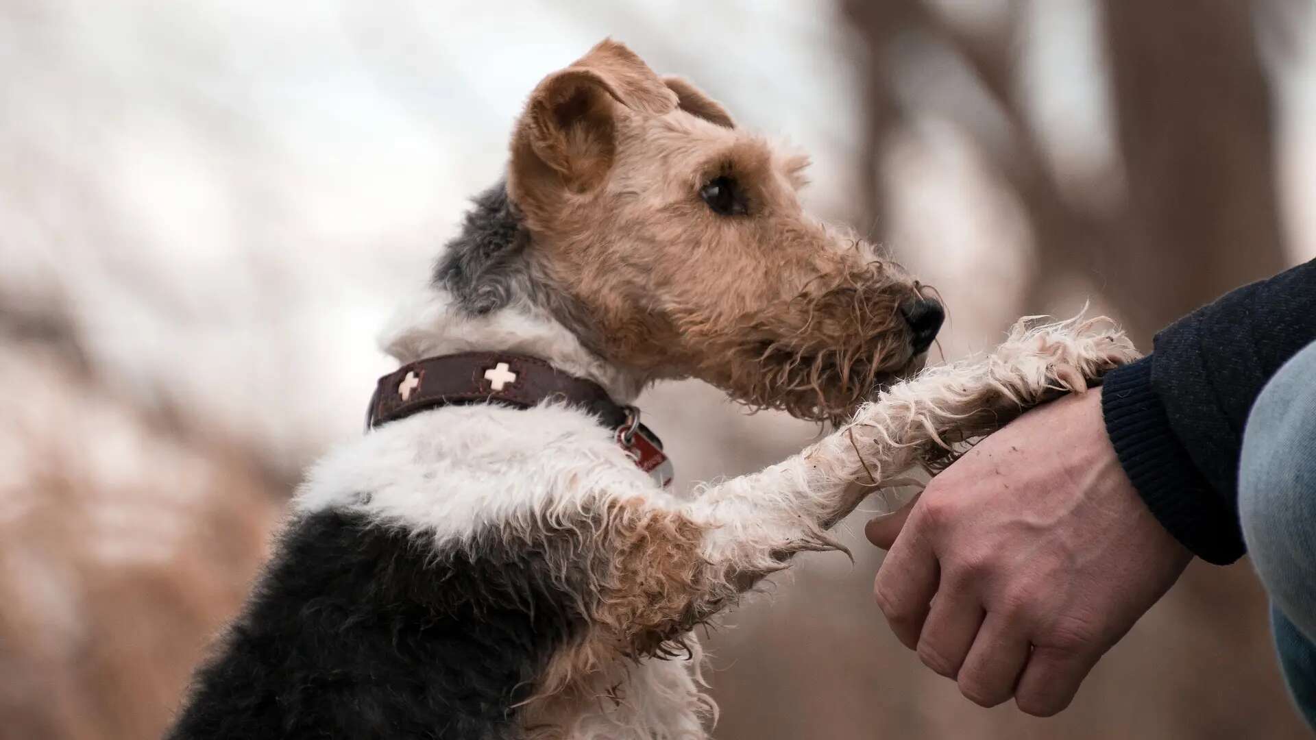 Atención, afecto y aprendizaje: los tres motivos por los que nuestro perro nos da la pata