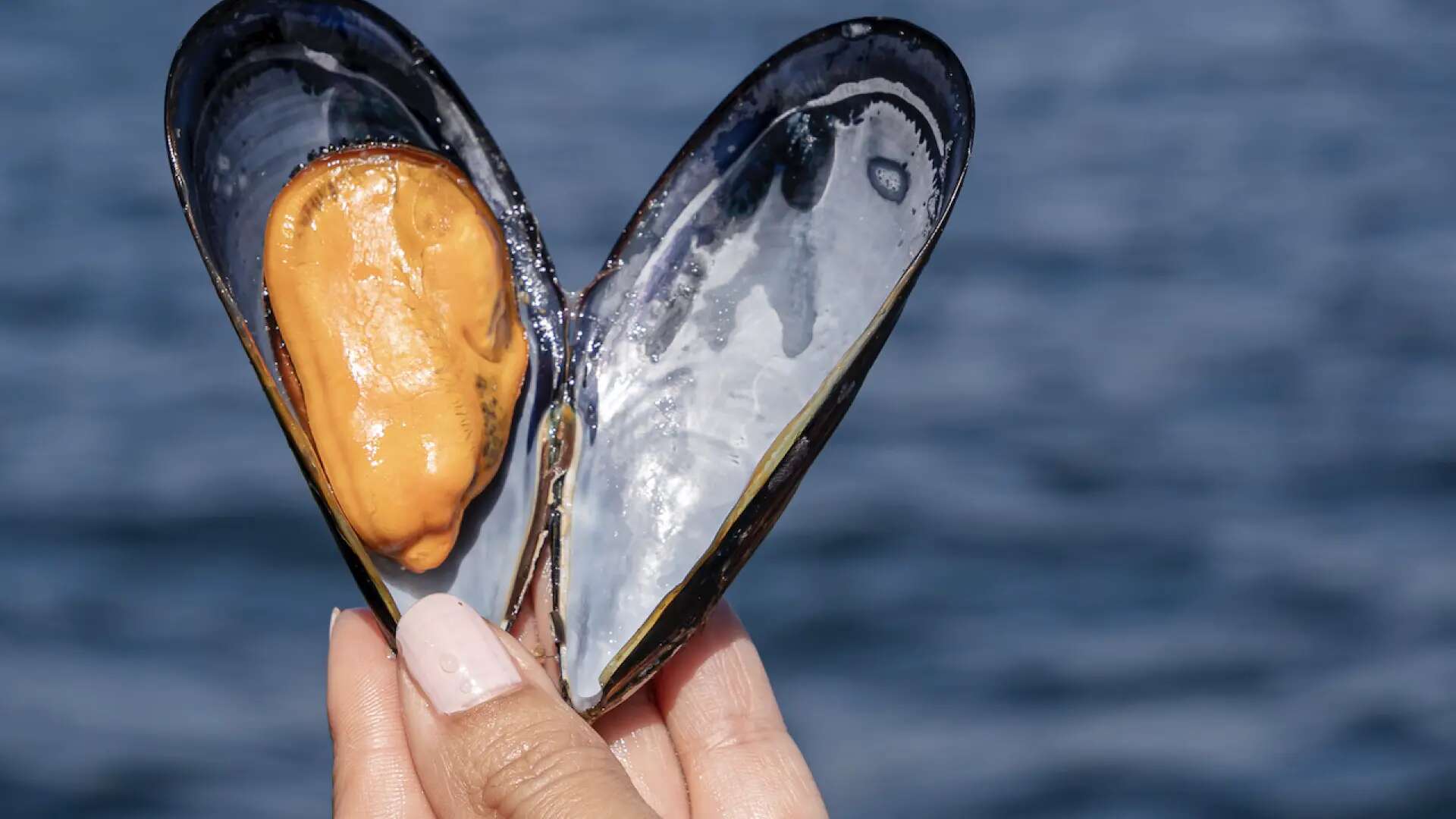 El mineral que contienen los mejillones y que protege del temido mercurio de los pescados