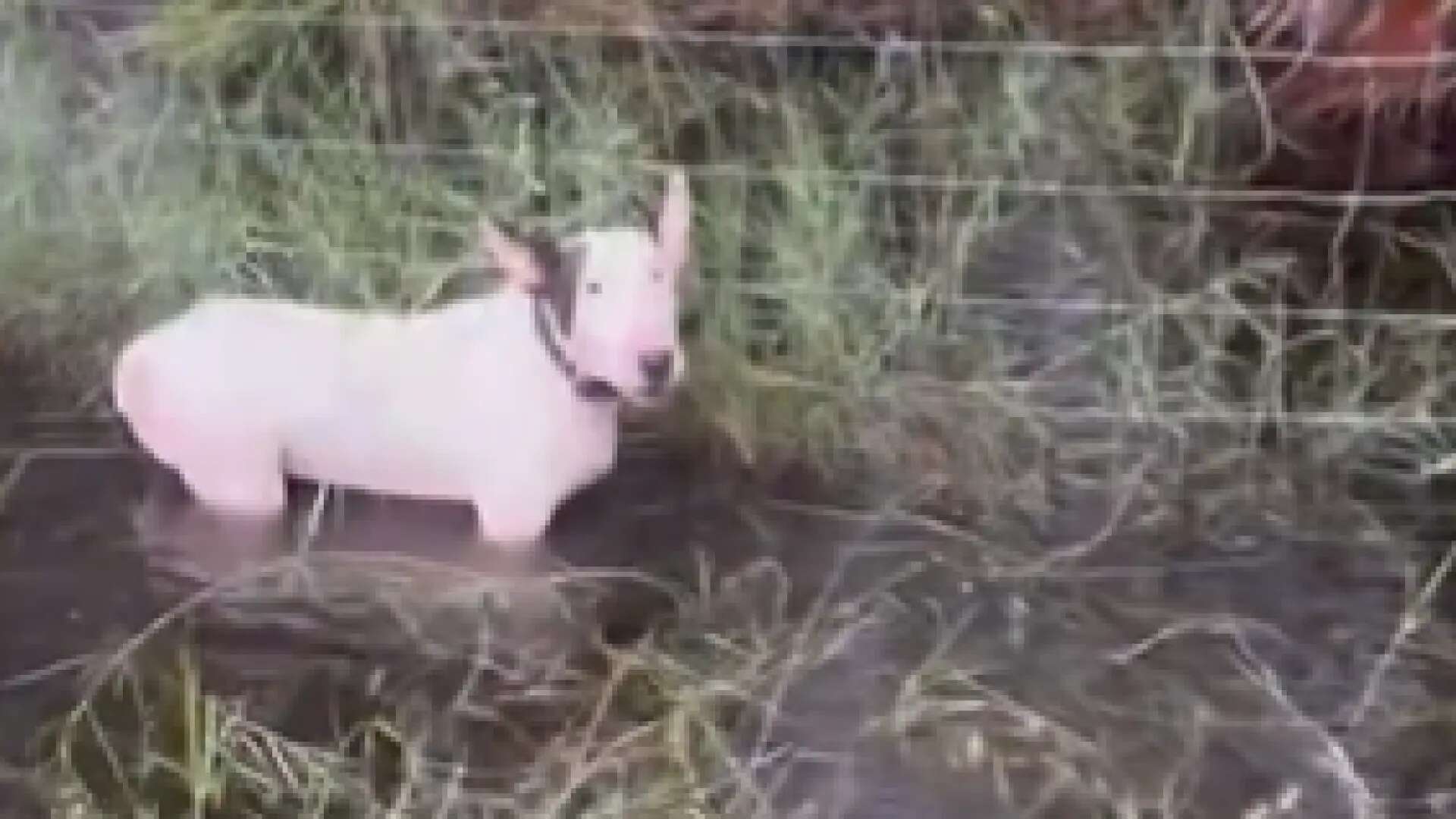 Atado a una valla a pocas horas del huracán Milton: un policía rescata a un perro abandonado junto a la autopista en Florida