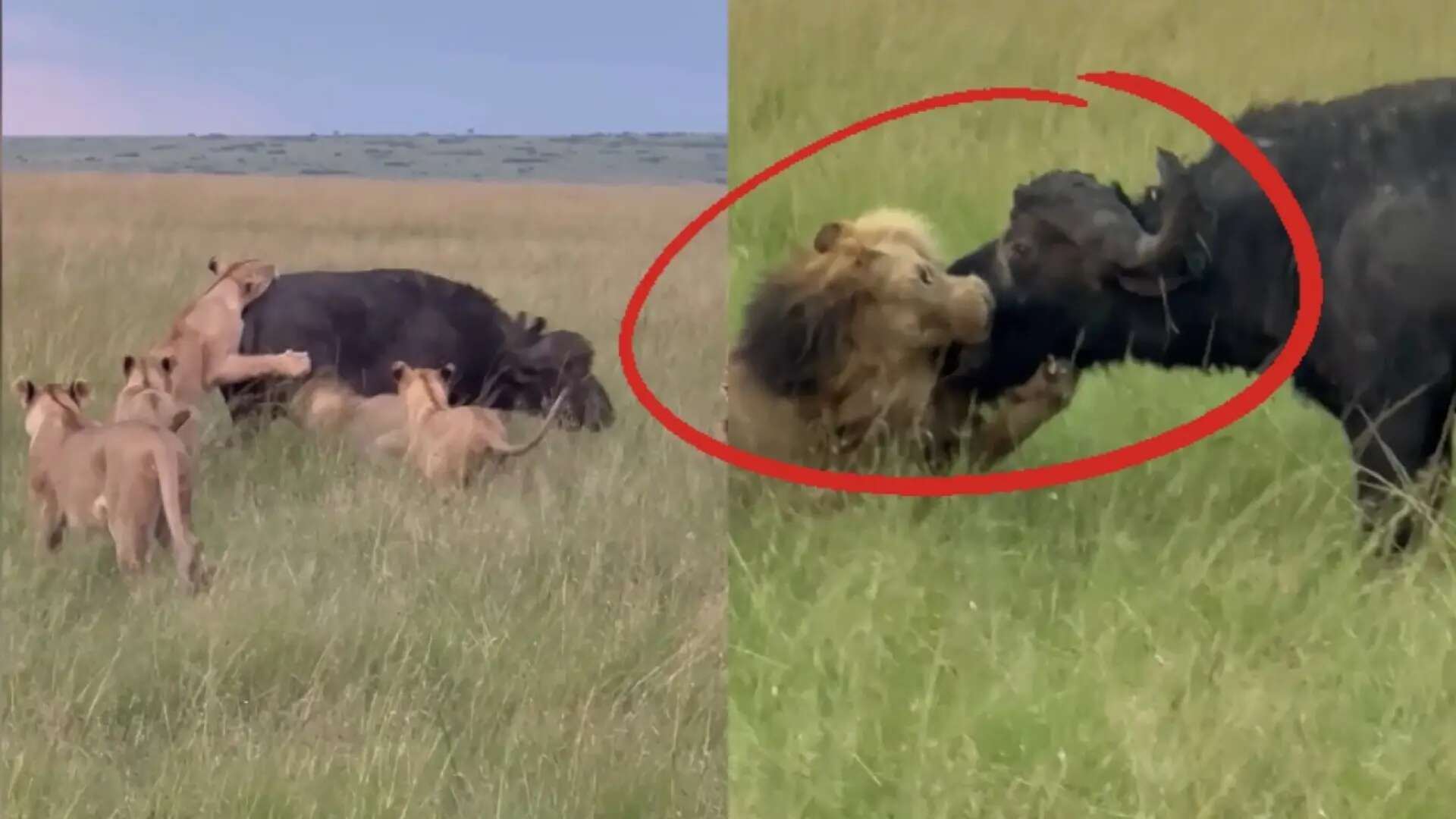 El impresionante vídeo que muestra el poder de 'El rey de la selva' al enfrentarse a un enorme búfalo