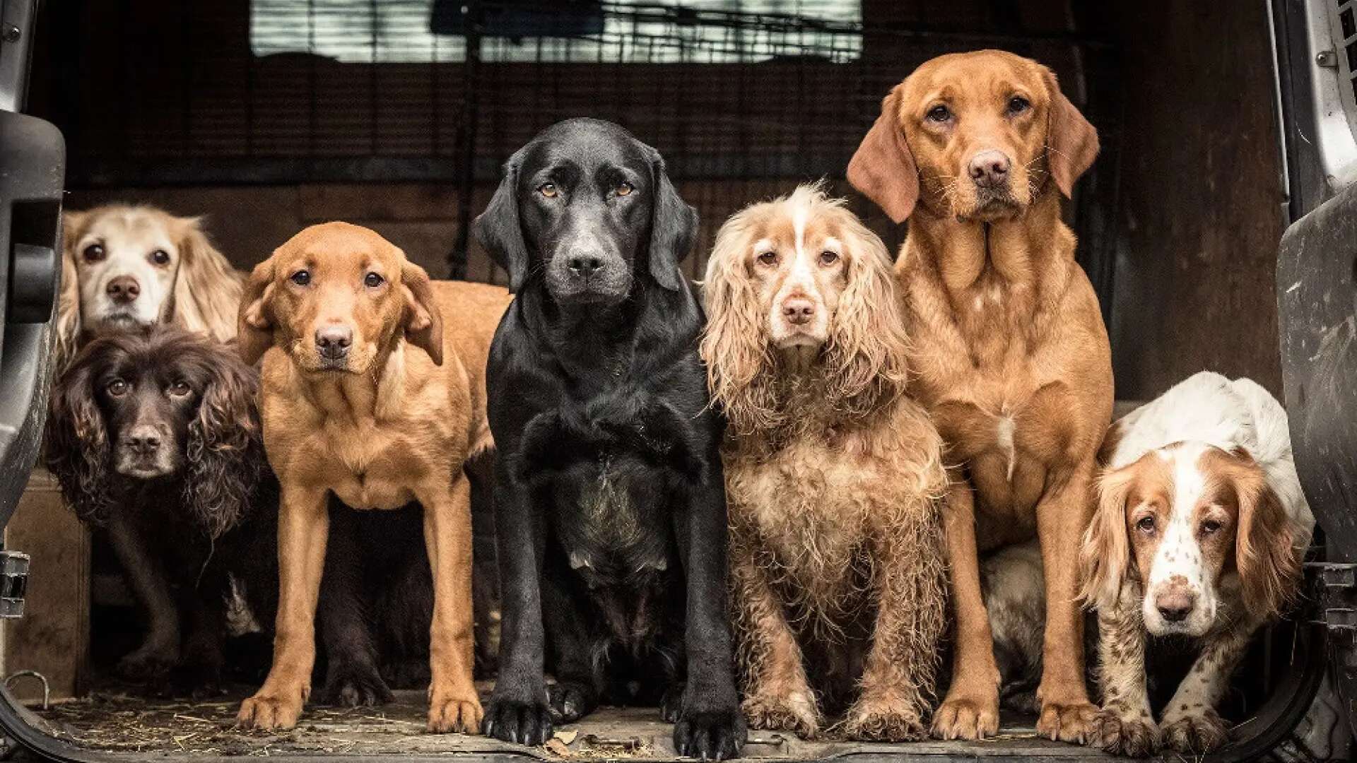 Cómo es el grupo canino de perros cobradores, levantadores de caza y perros de agua: razas, origen y características