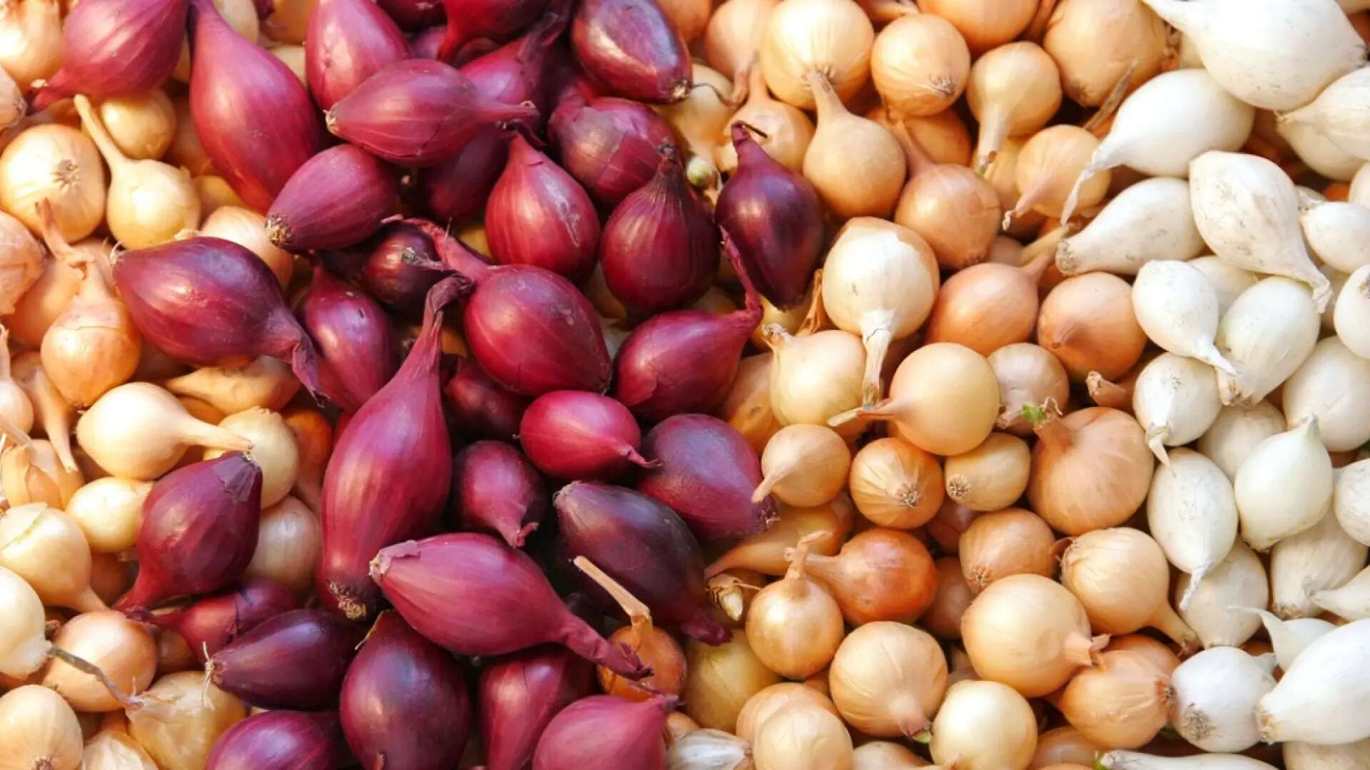 Cebolla blanca o morada: una experta revela cuál es fuente de antioxidantes y ayuda a la salud intestinal