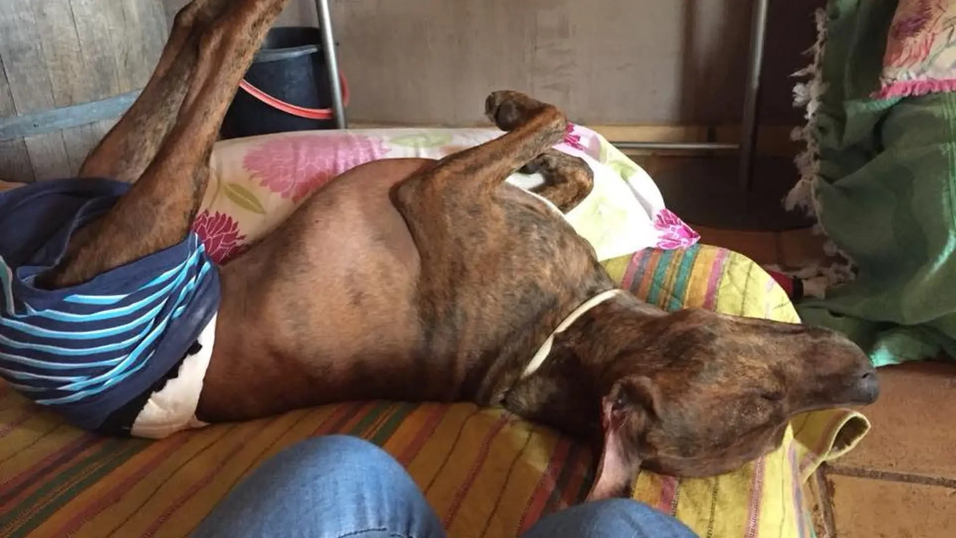 El caso de Neo, un ejemplo de superación canina: 