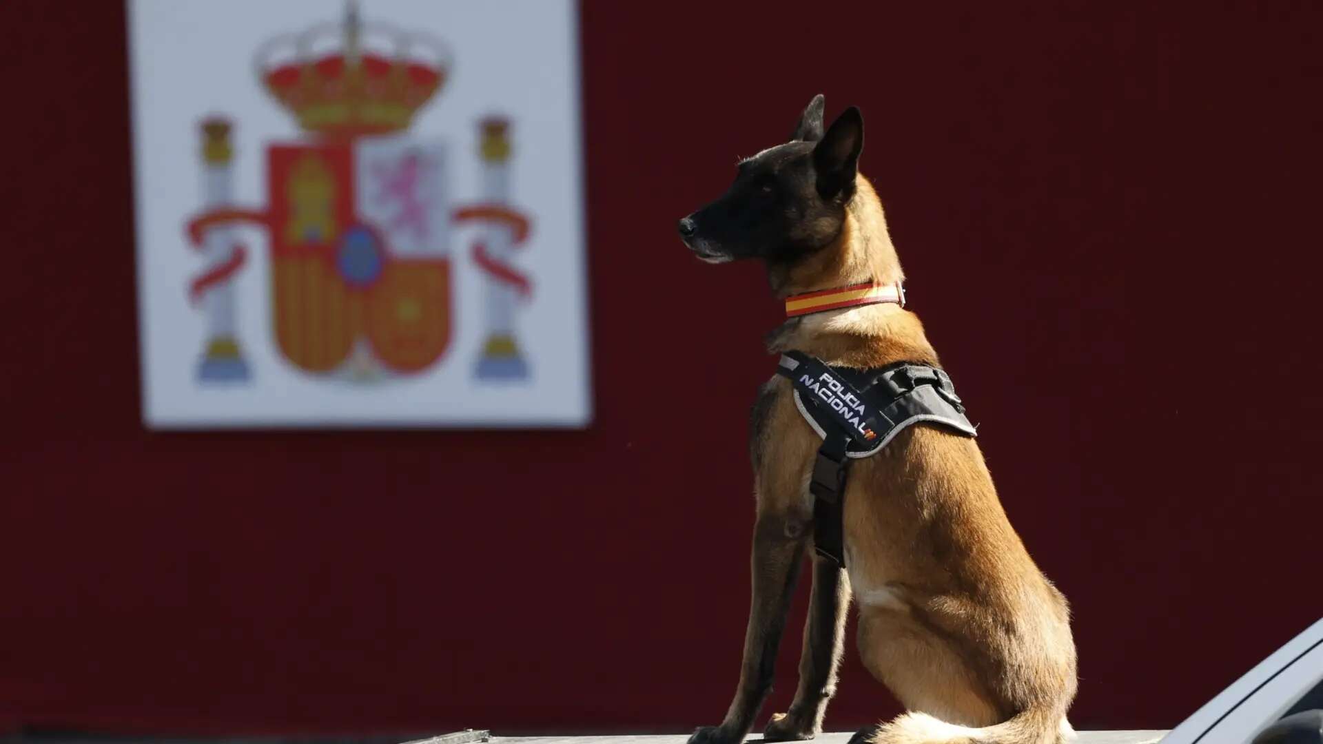 Héroes de 4 Patas impulsa el Día Mundial del Perro de Trabajo para pedir 