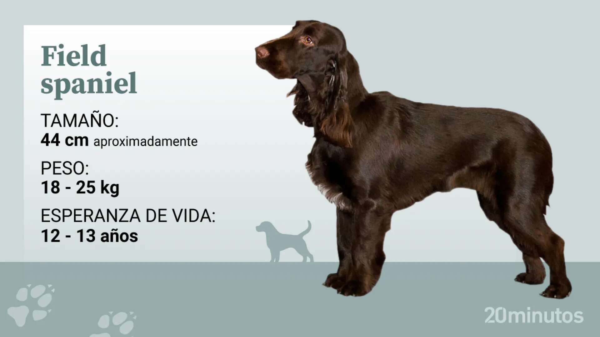 El field spaniel, dulce, dócil y muy activo con buena salud gracias a no haberse puesto jamás de moda