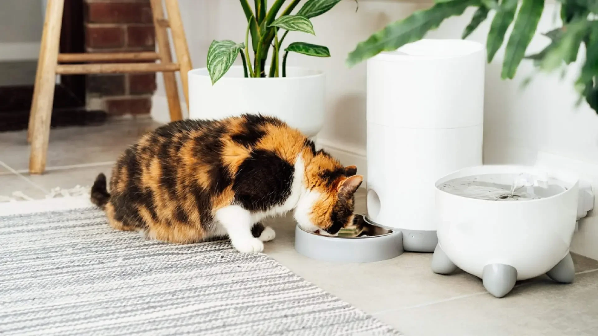 Aliexpress enloquece y deja en menos de 6 euros un dispensador de agua y comida para mascotas