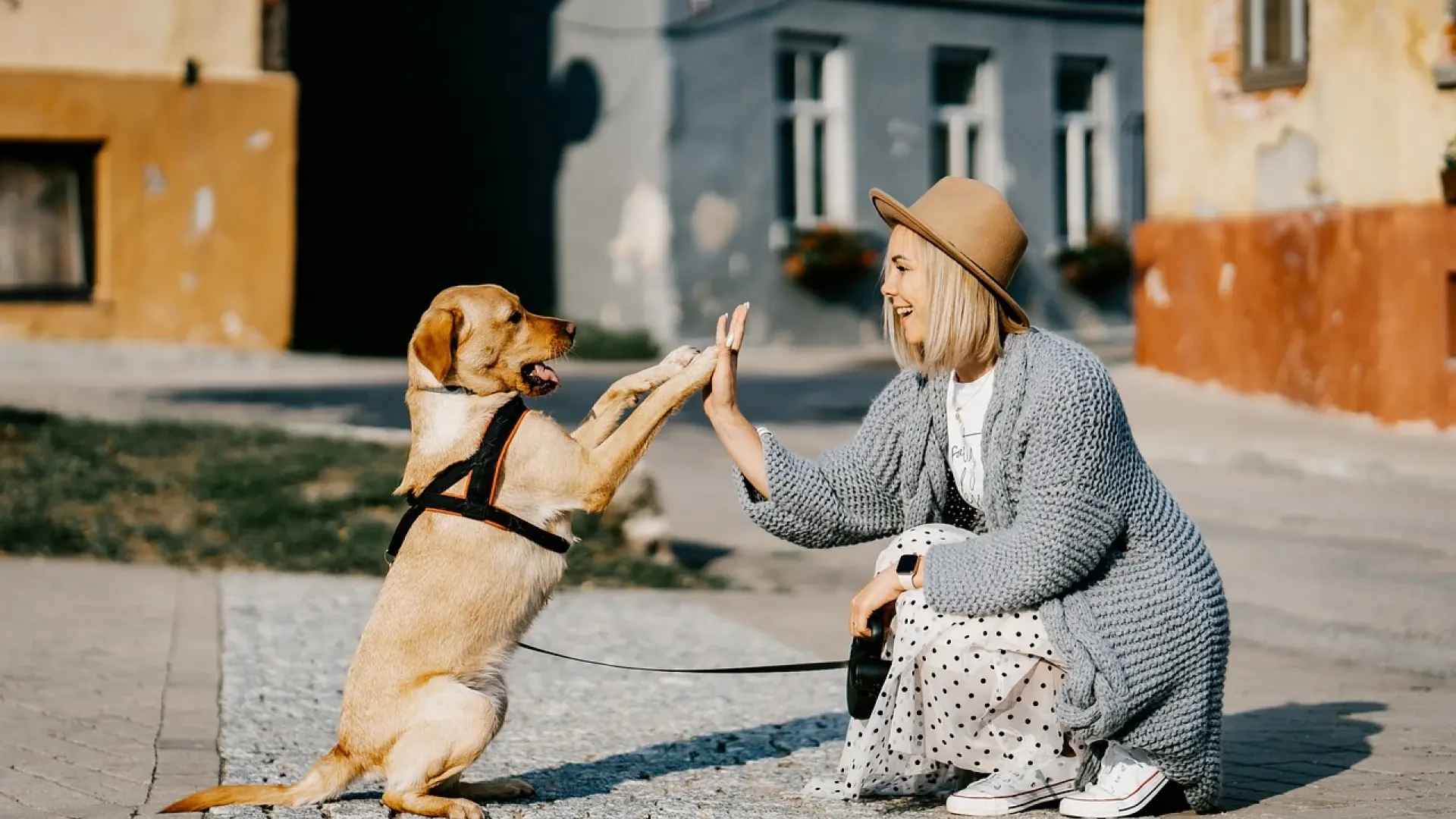 Los perros también escuchan incluso cuando les hablamos en tono neutro