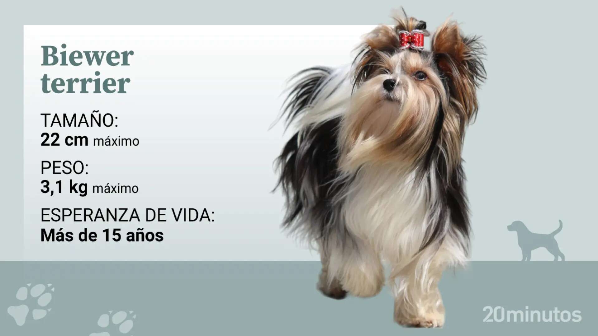 El biewer terrier, la multicolor raza que derivó de los yorkshire terrier hace 40 años