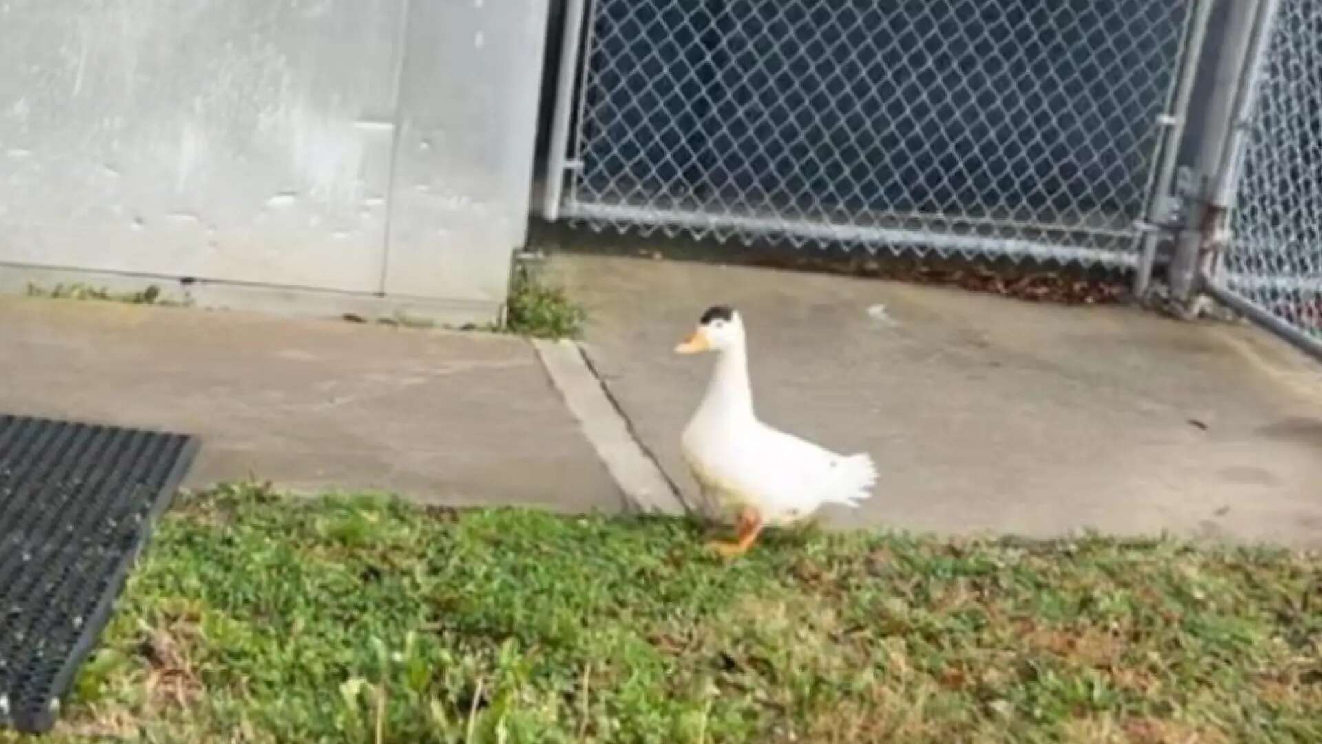 Un pato, detenido tras colarse en una cárcel