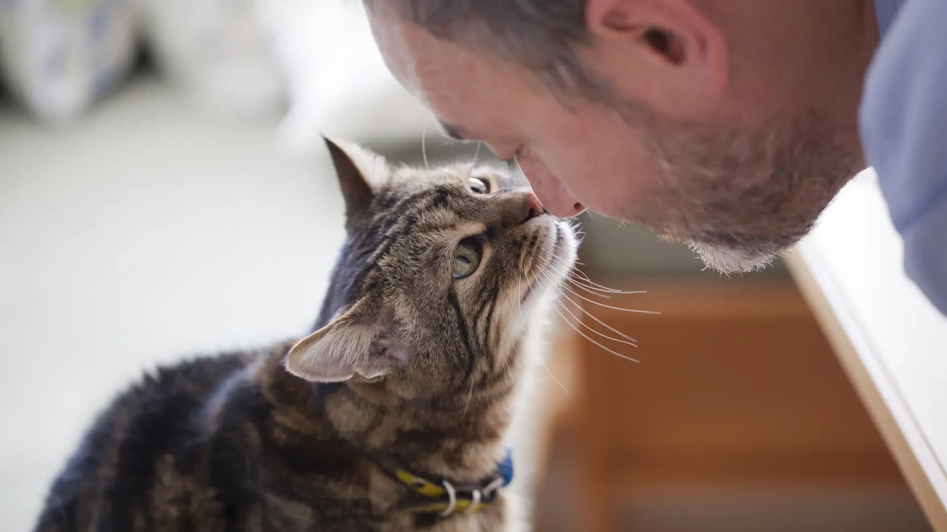 Un estudio explora la empatía masculina y el papel de los animales como catalizadores emocionales