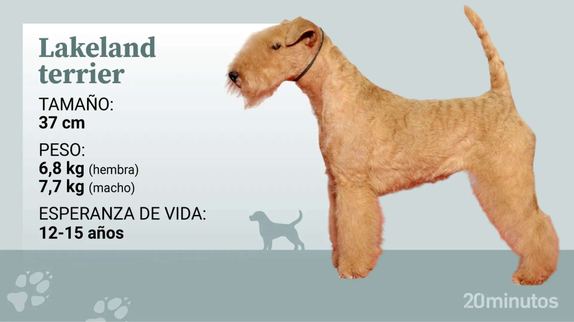 Cómo es el lakeland terrier, un perro alegre y con gran confianza en sí mismo