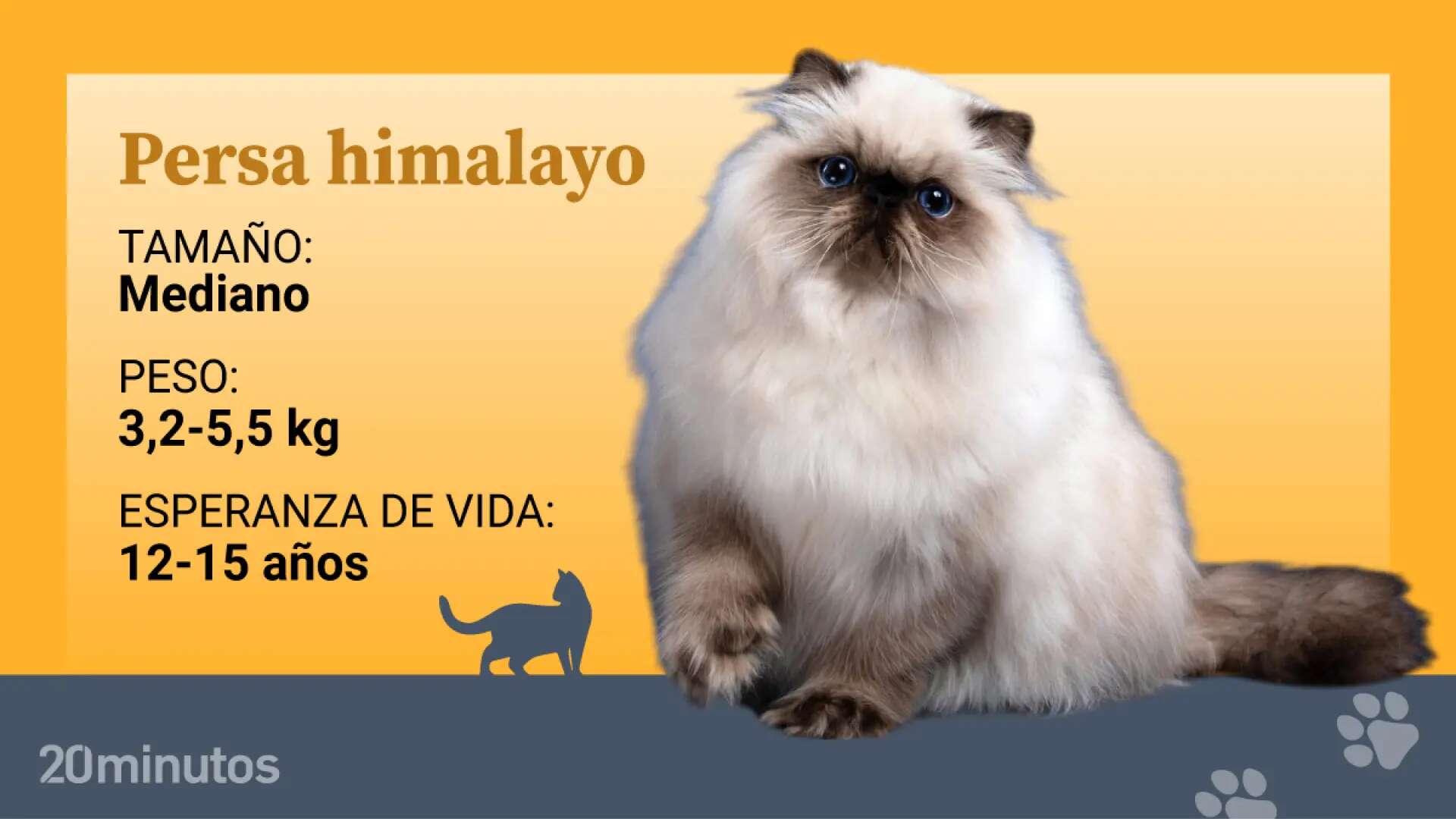 Así es el persa himalayo, la joya 'colourpoint' de los gatos de pelo largo