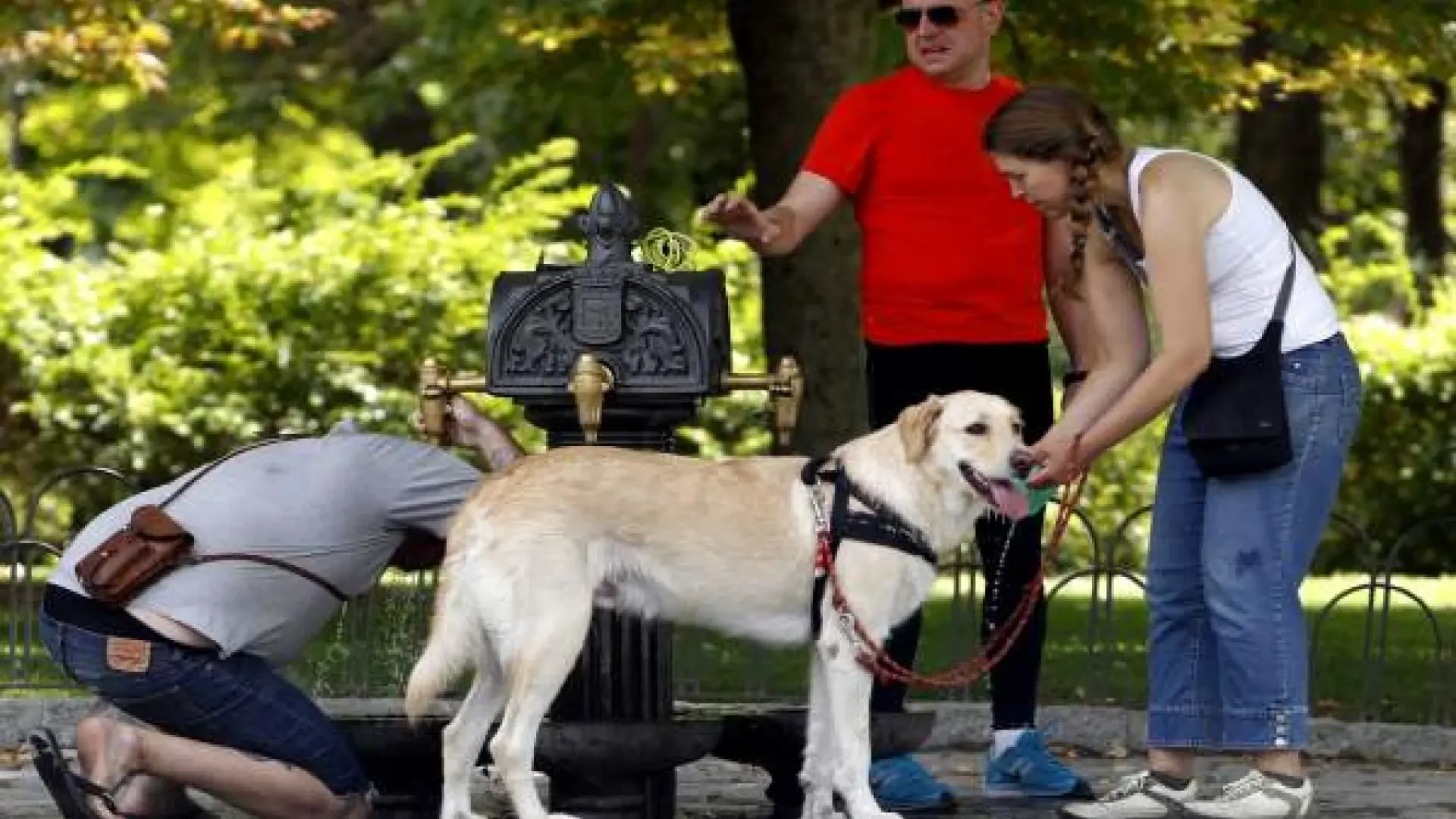 Paseos y calor: qué debemos tener en cuenta para disfrutar al aire libre con nuestros perros en verano